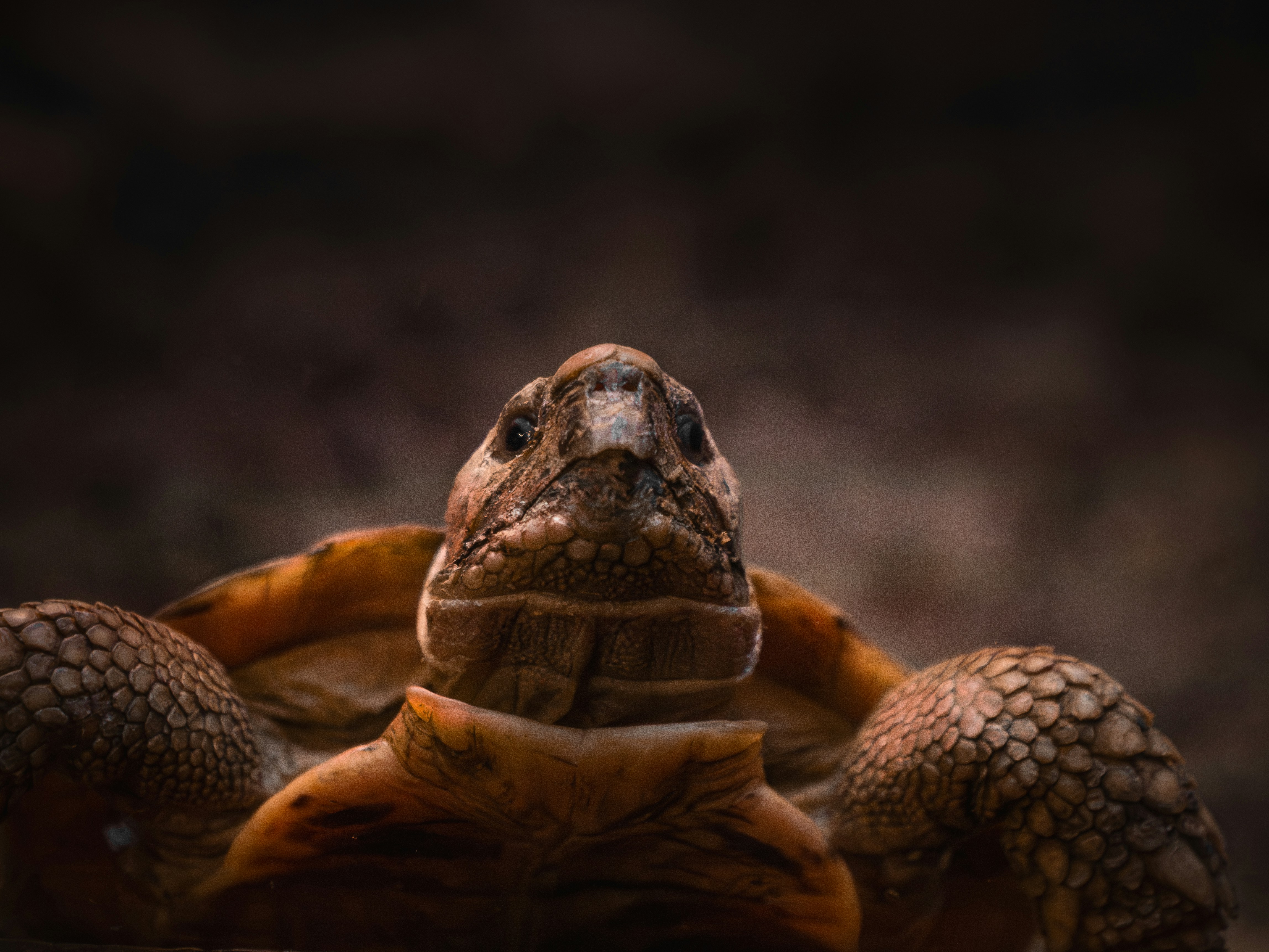 A close-up of a turtle's head.