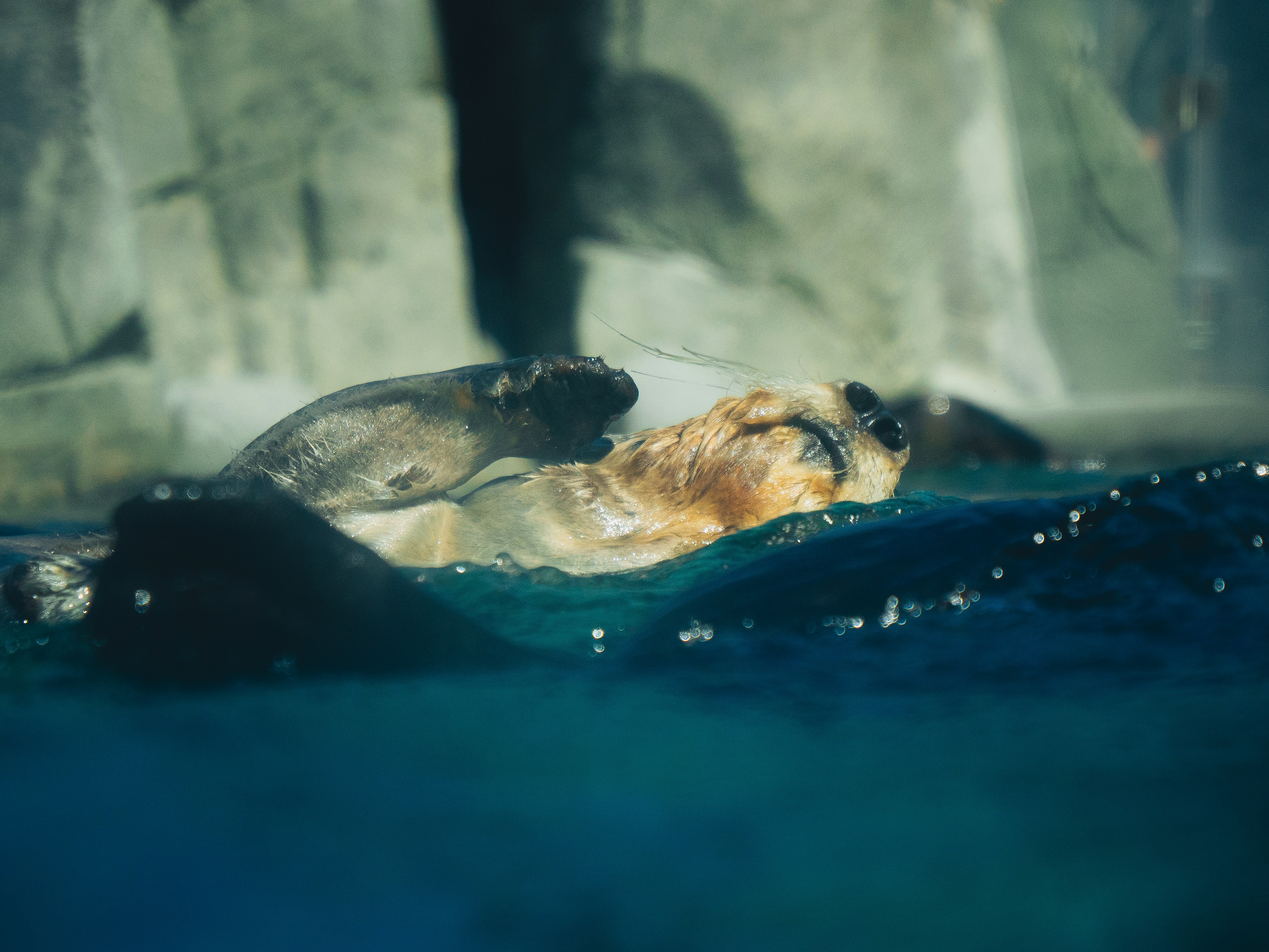 An otter floats on its back in water.