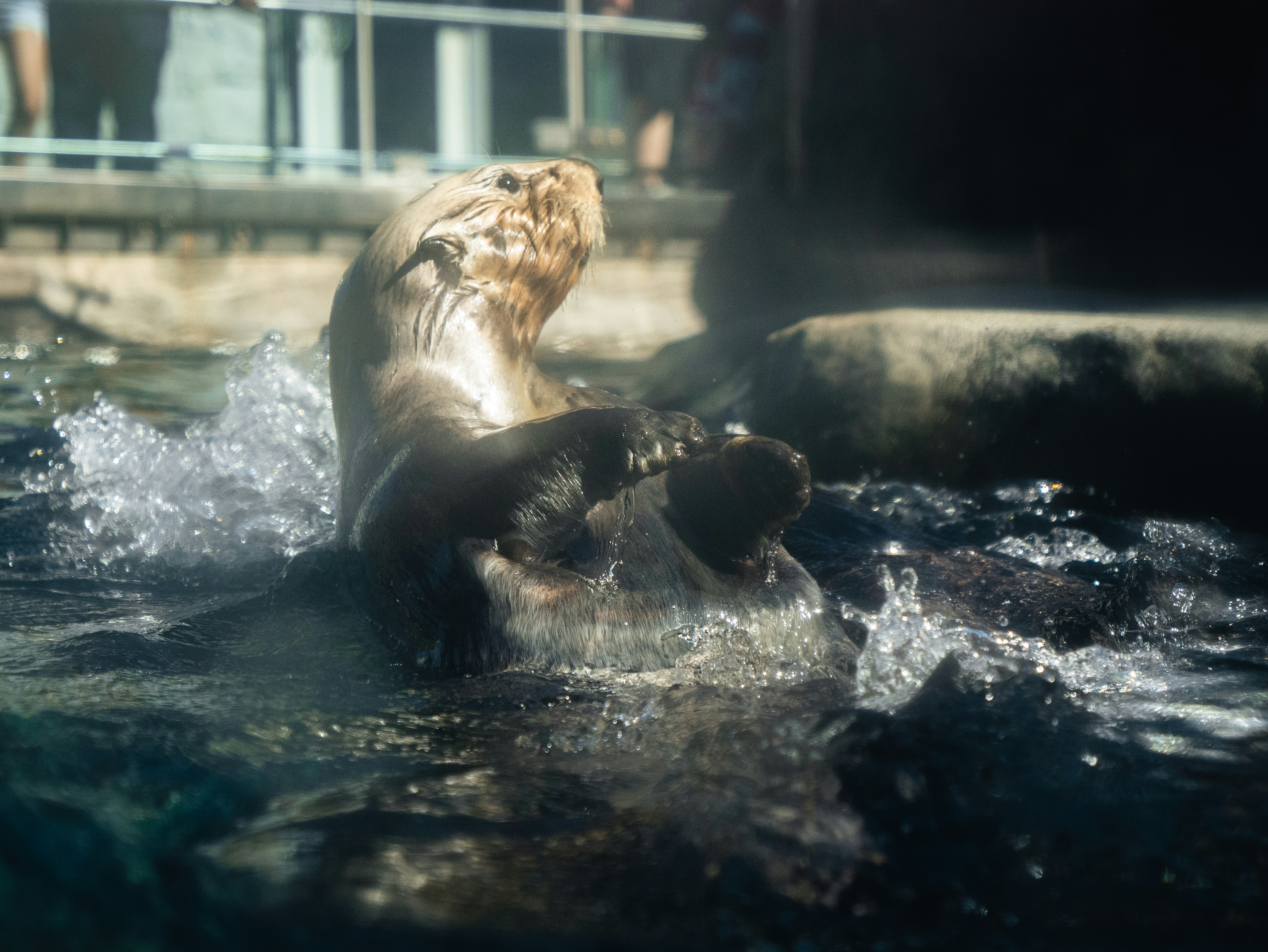 An otter splashes in the water, looking upwards.