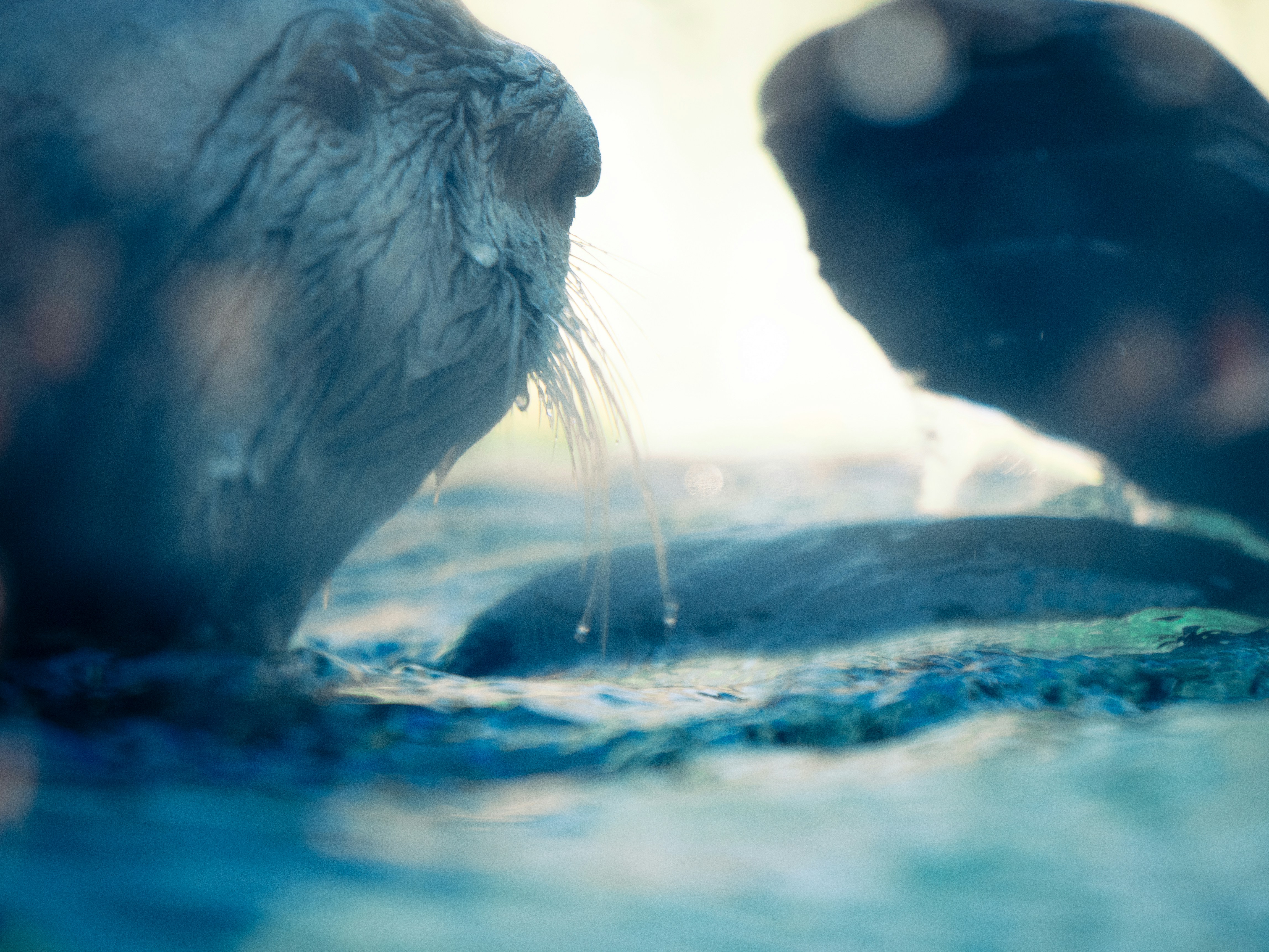 Water drips from an animal's whiskers into water.