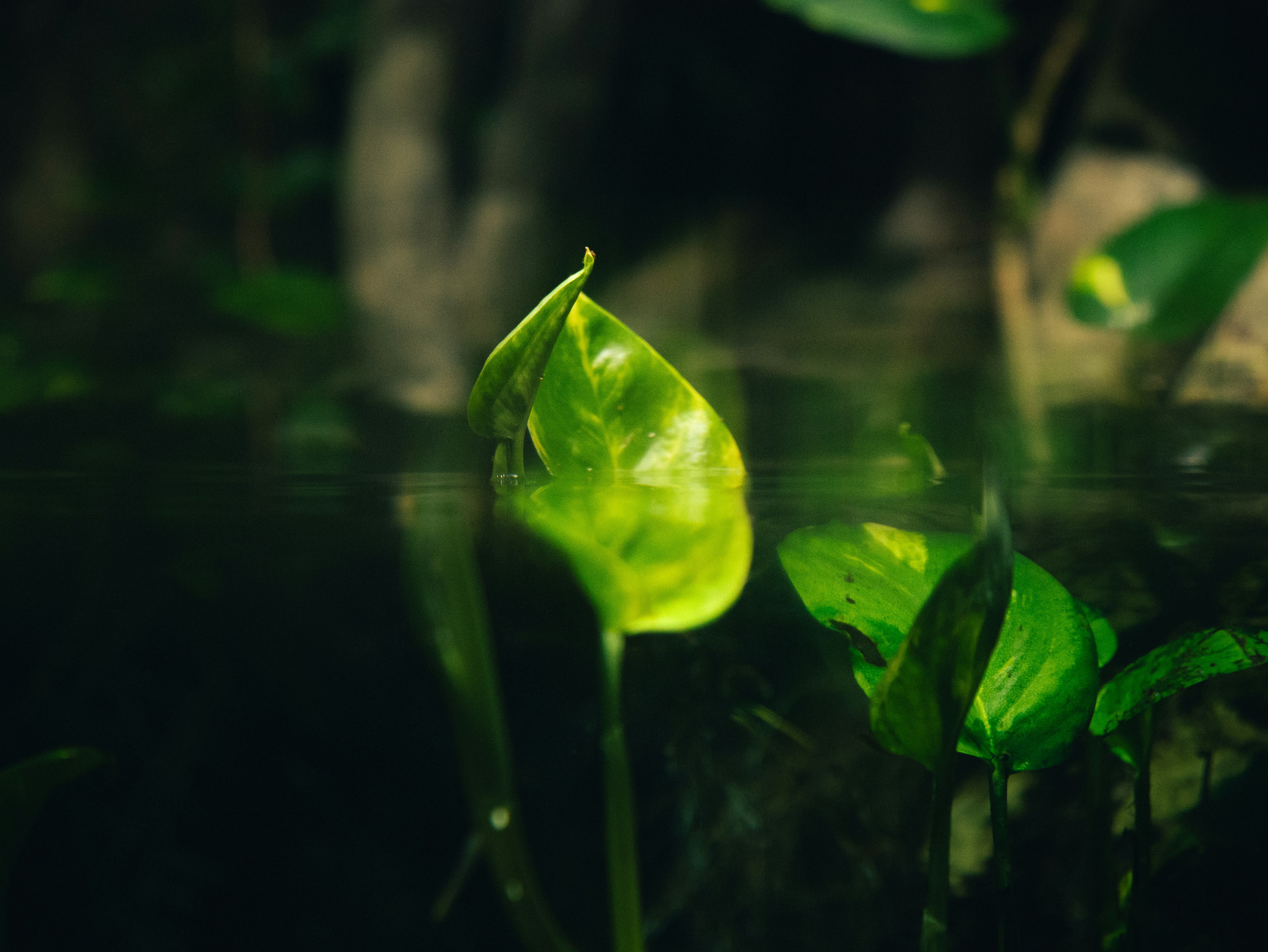 Vibrant green leaves stand out among dark foliage.