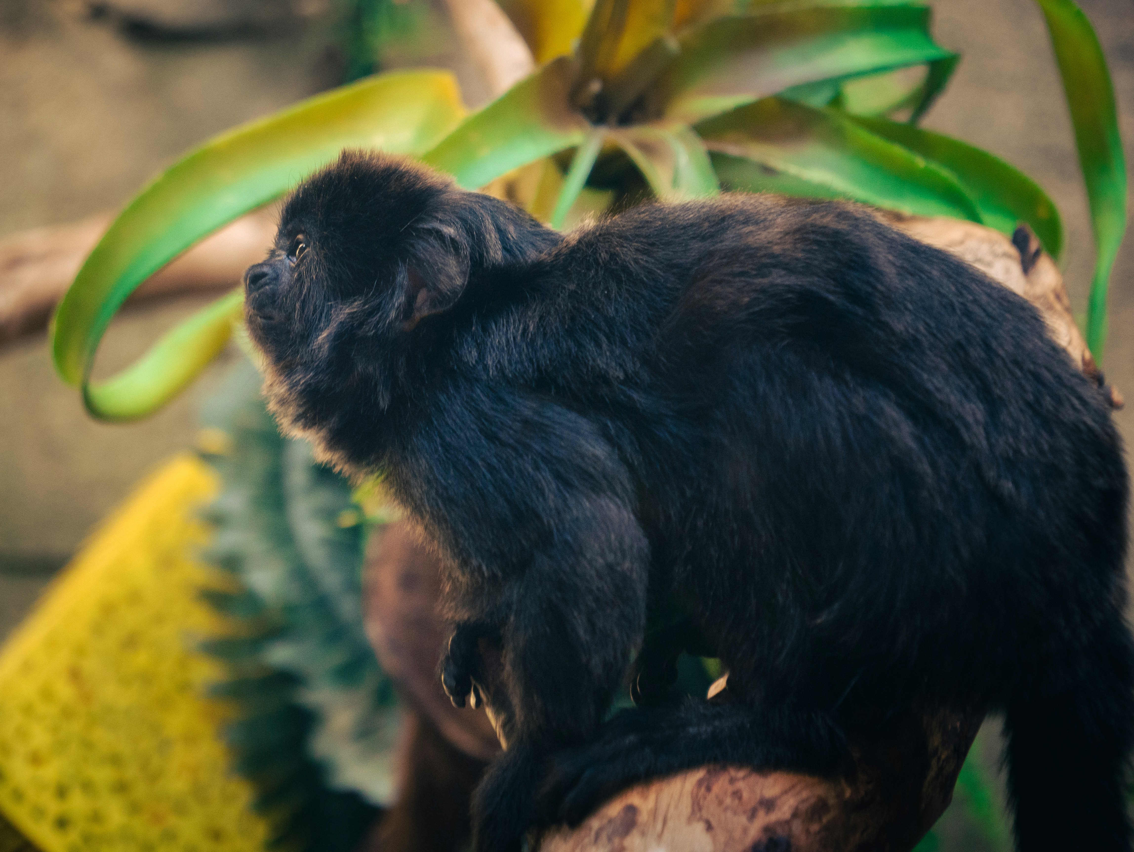 A black monkey sits on a branch.