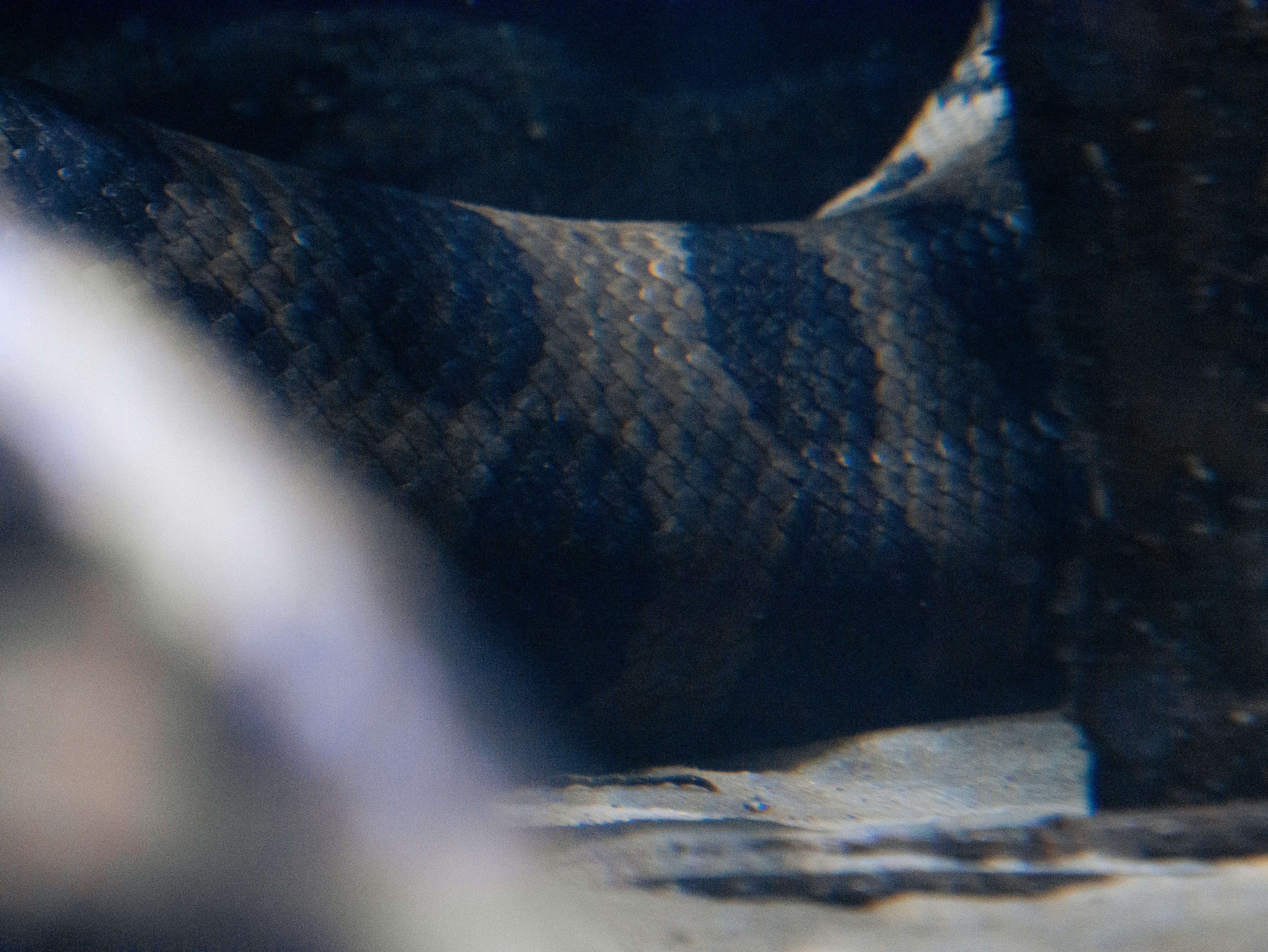 Snake's patterned skin is visible close up.