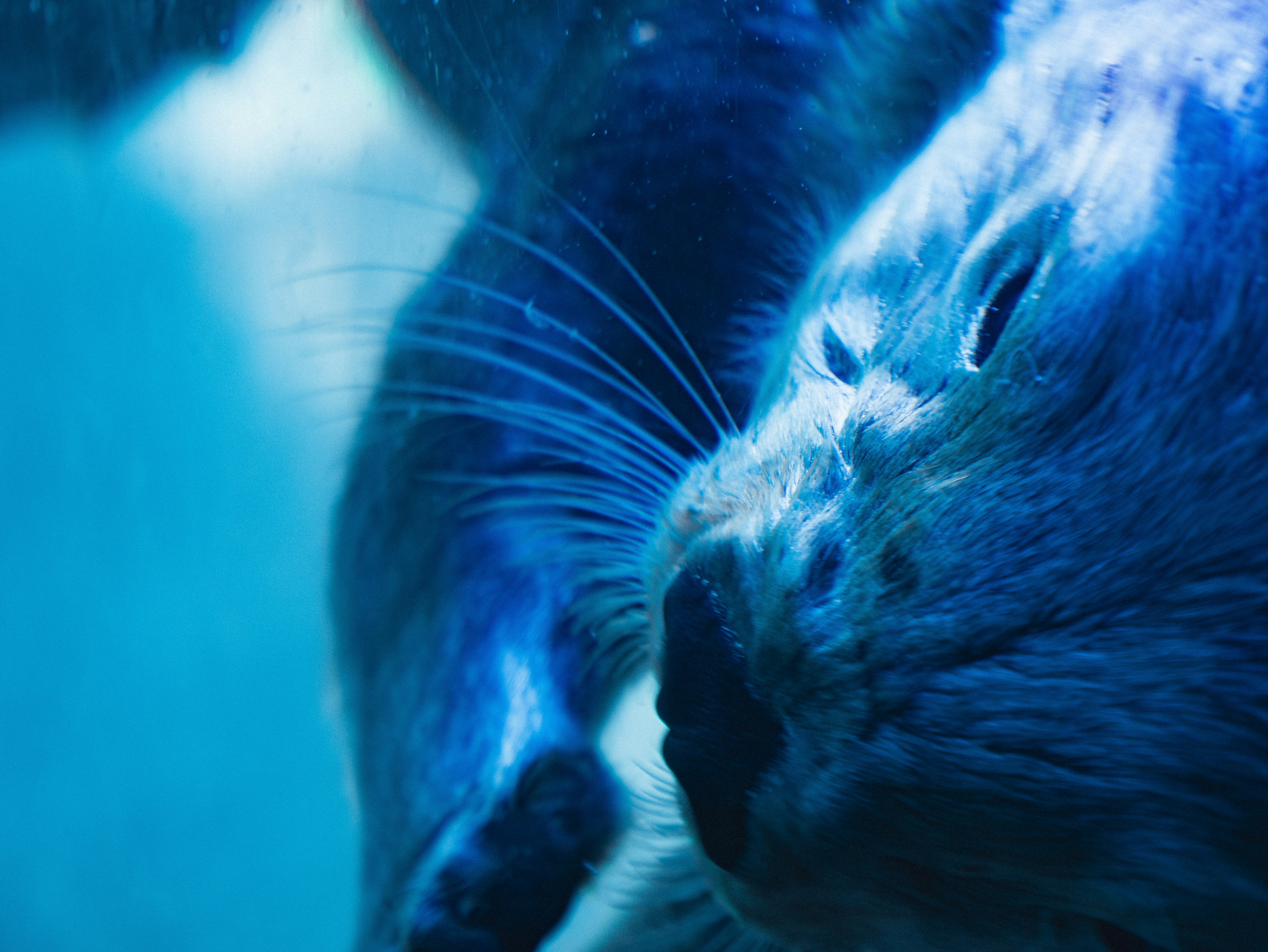 Zwei Robben schwimmen unter Wasser in einer blauen Umgebung. Foto –  Kostenloses Bild zum Thema Tier auf Unsplash, image size:3000x2253