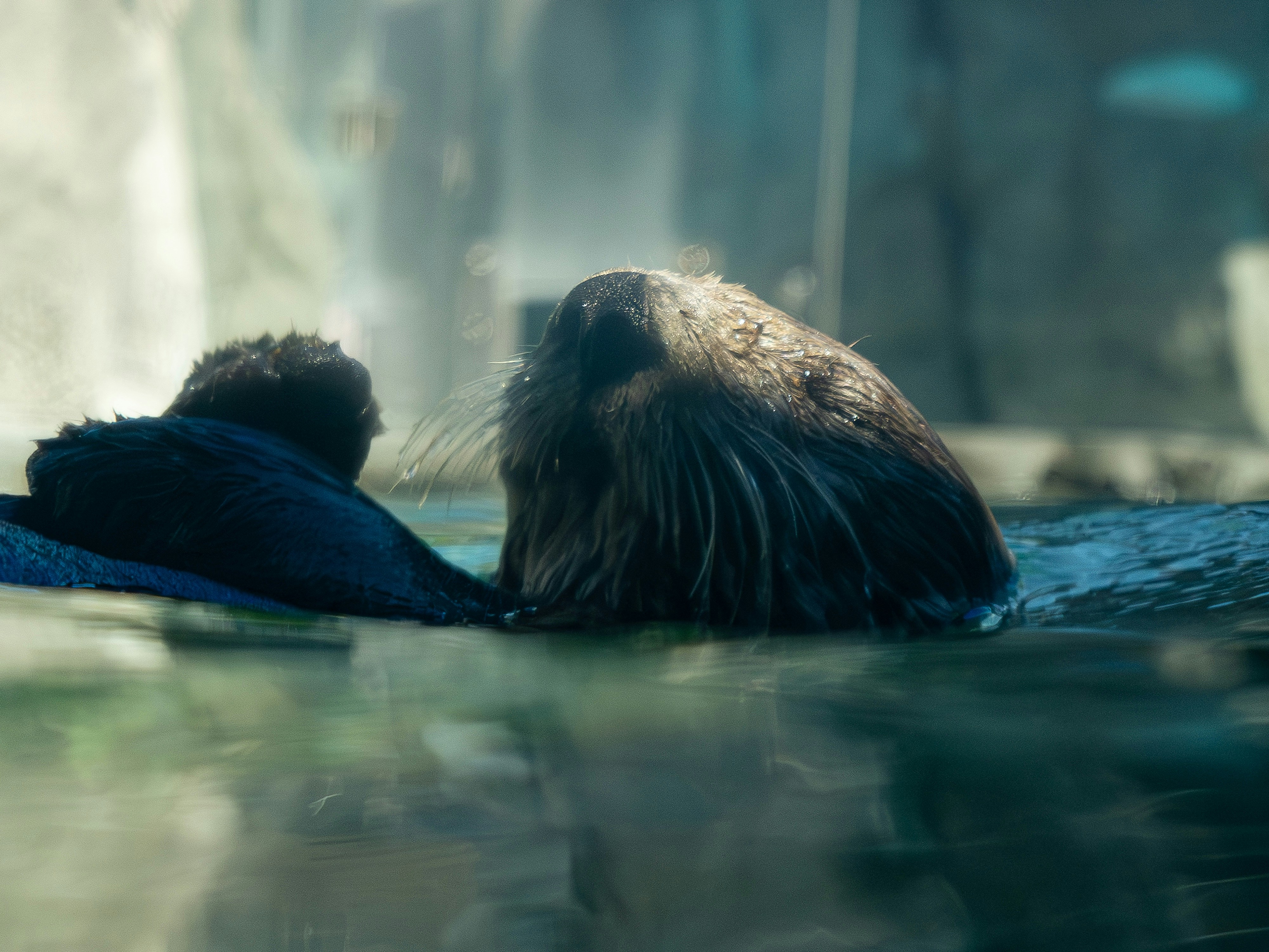 Otters are seen in the water.