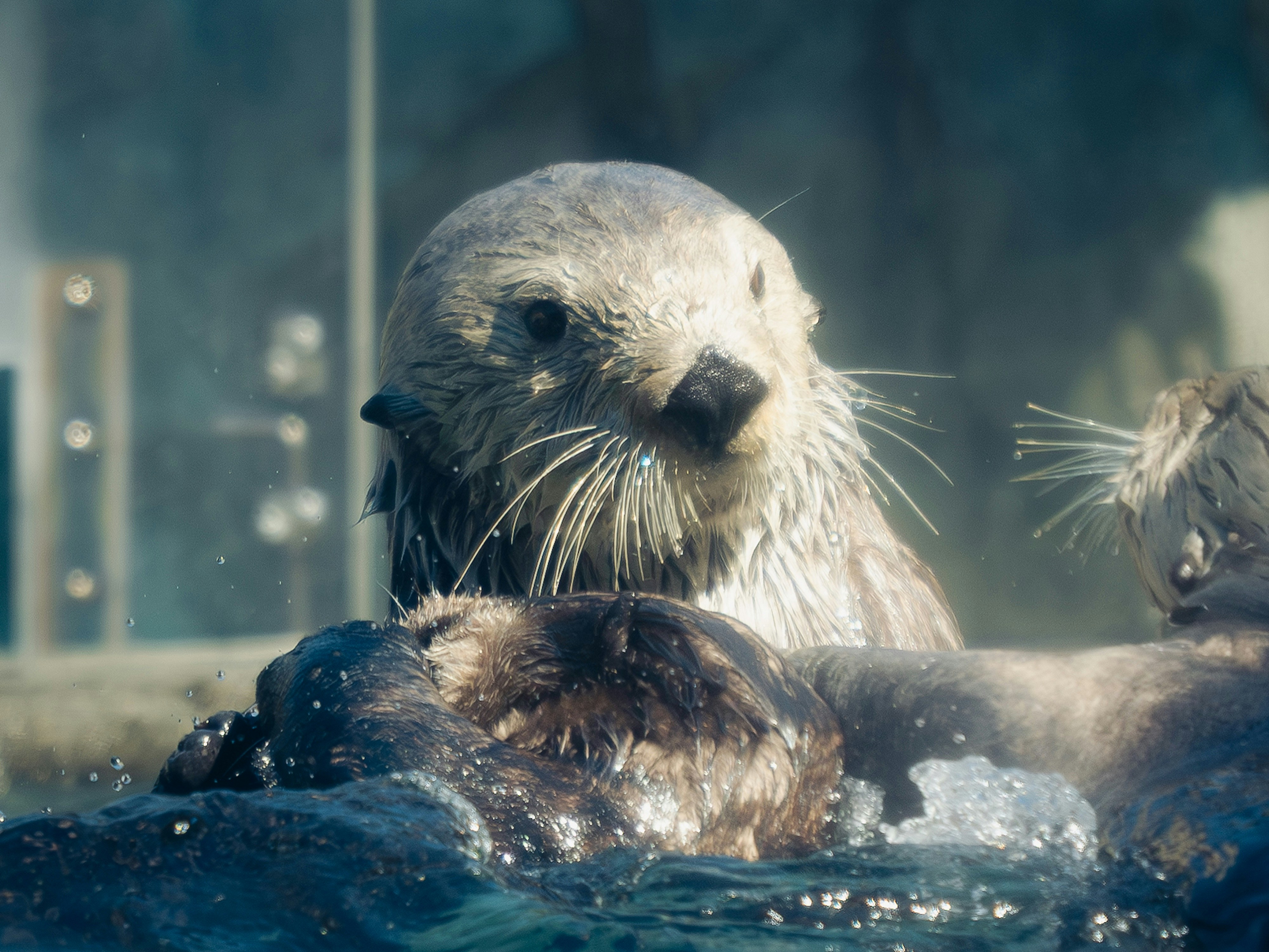 Sea otters play and swim together in the water.