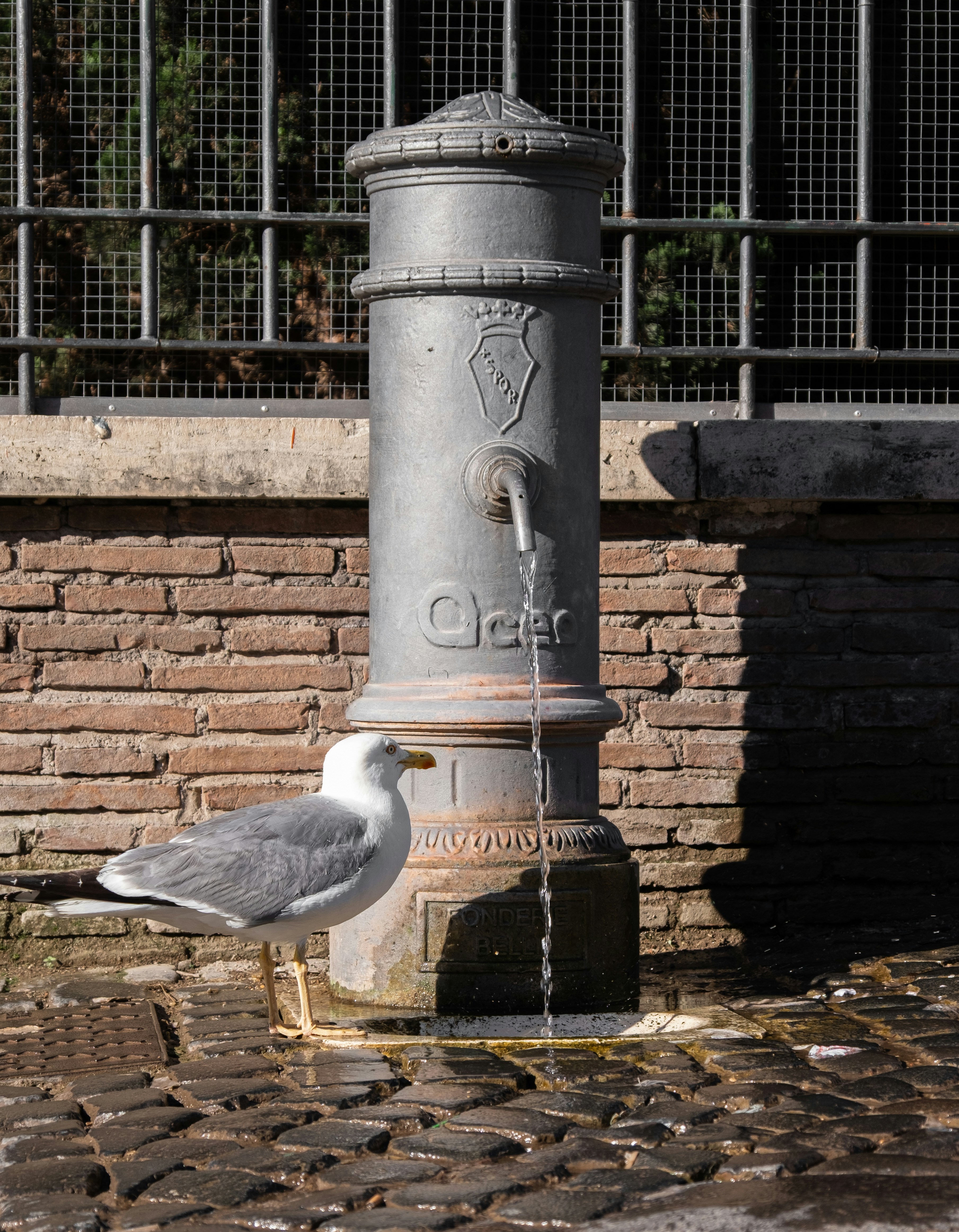 Un gabbiano beve da una fontana d'acqua.