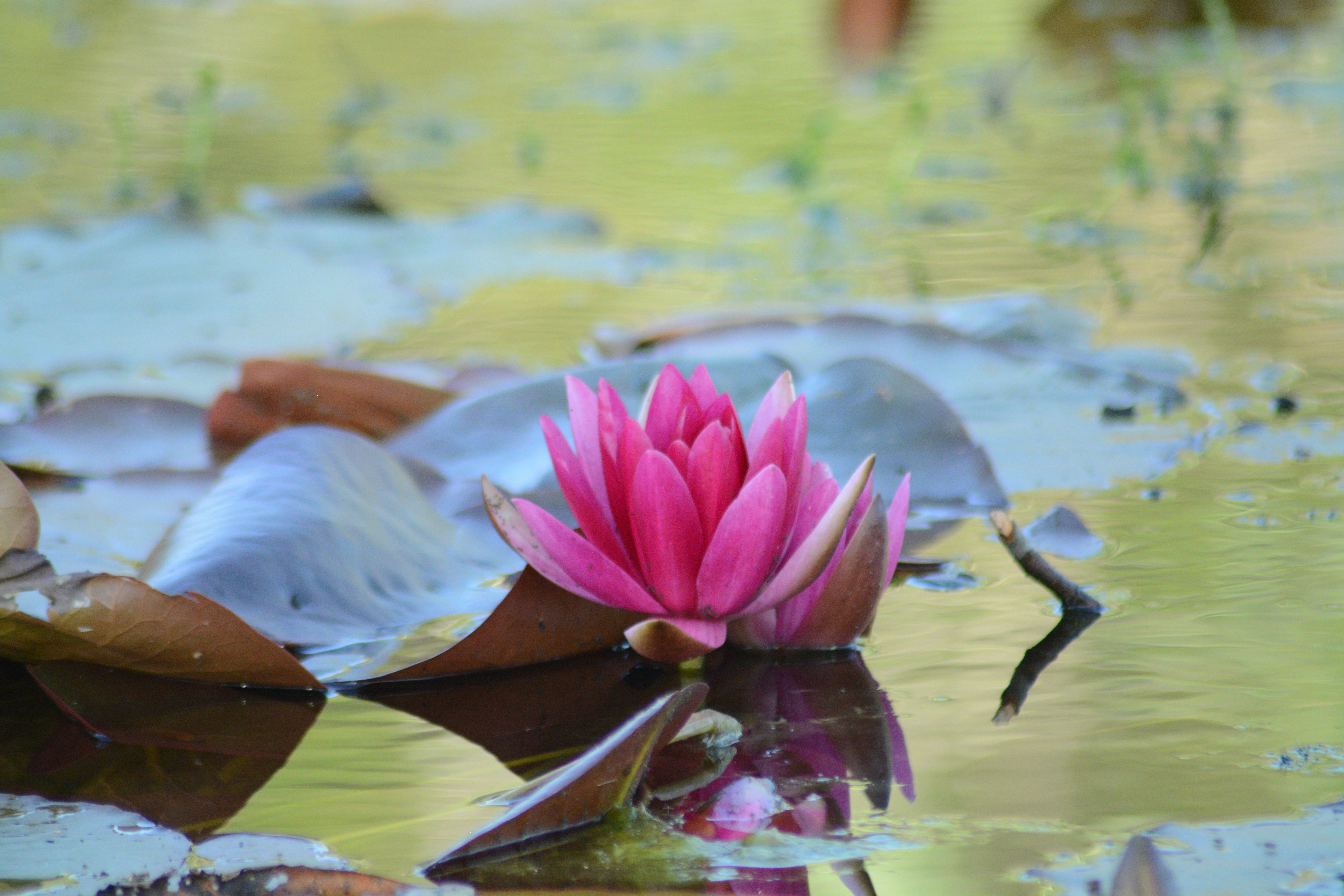泛水桃花格 - 貪狼星坐命落子位