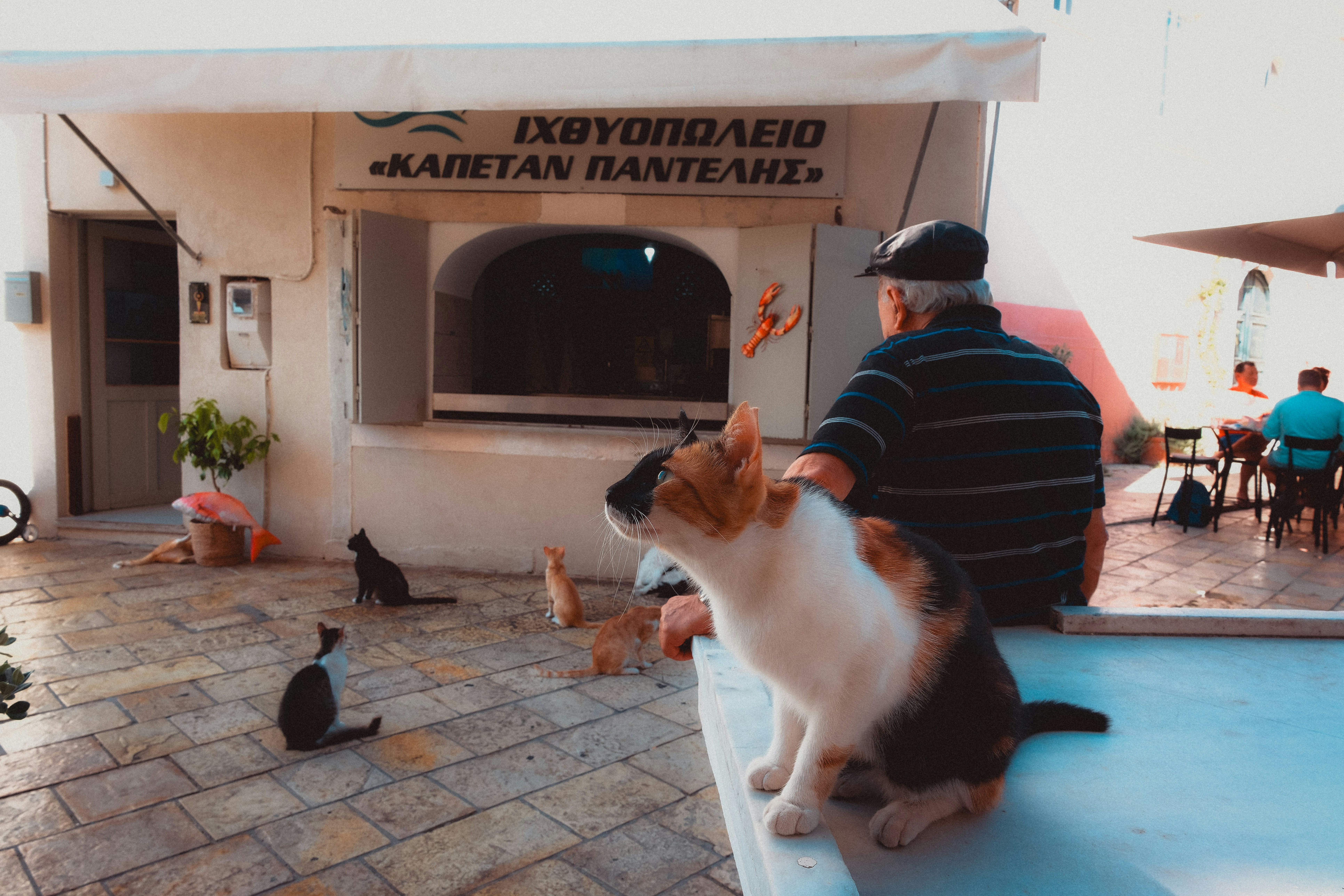 Cats and a man enjoy a casual day.