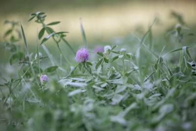 Pink clover flowers bloom amidst the grass.