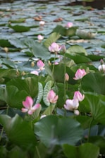 Pink lotus flowers bloom in a pond.