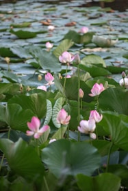 Pink lotus flowers bloom in a pond.