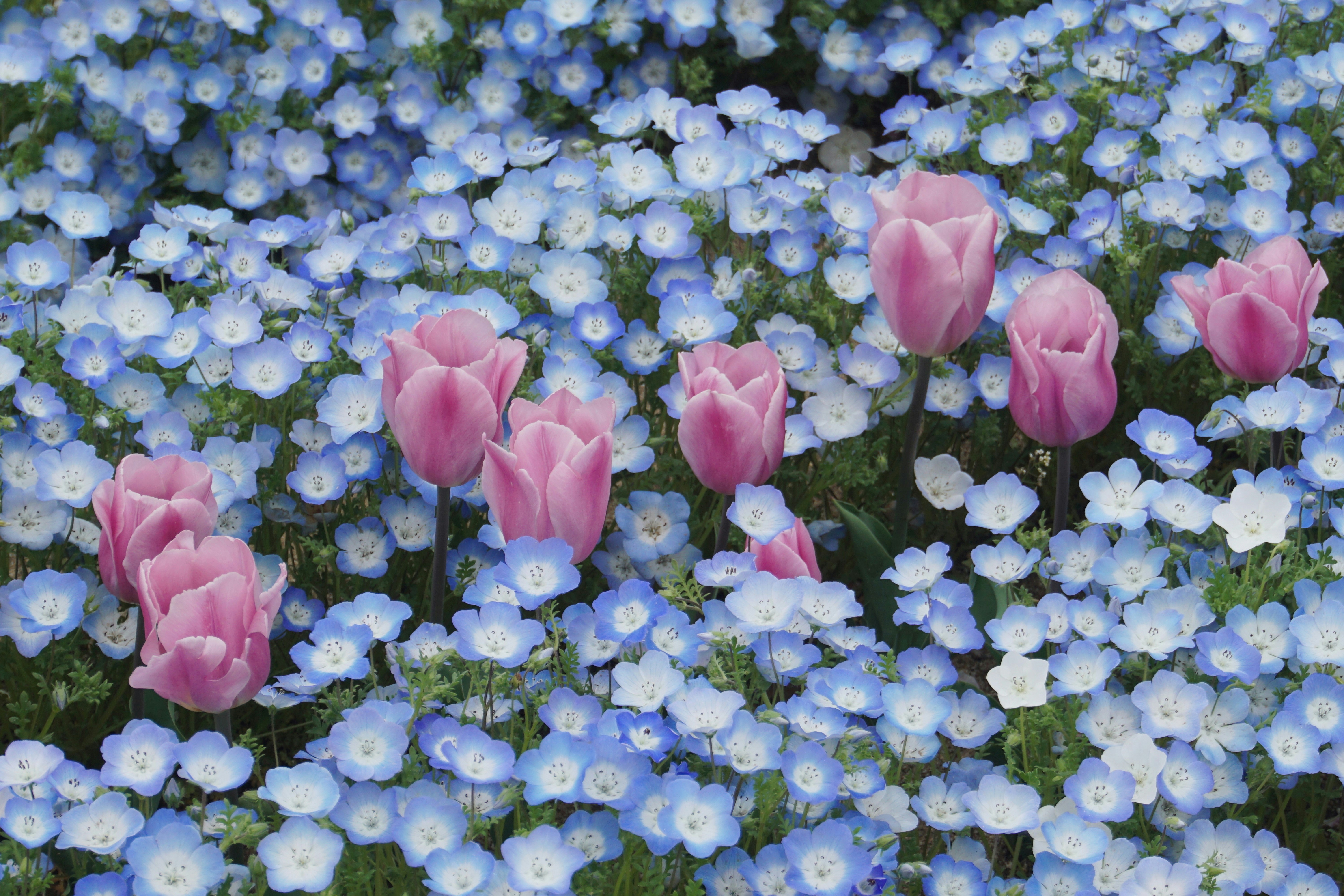Pink tulips bloom amidst a sea of blue flowers.