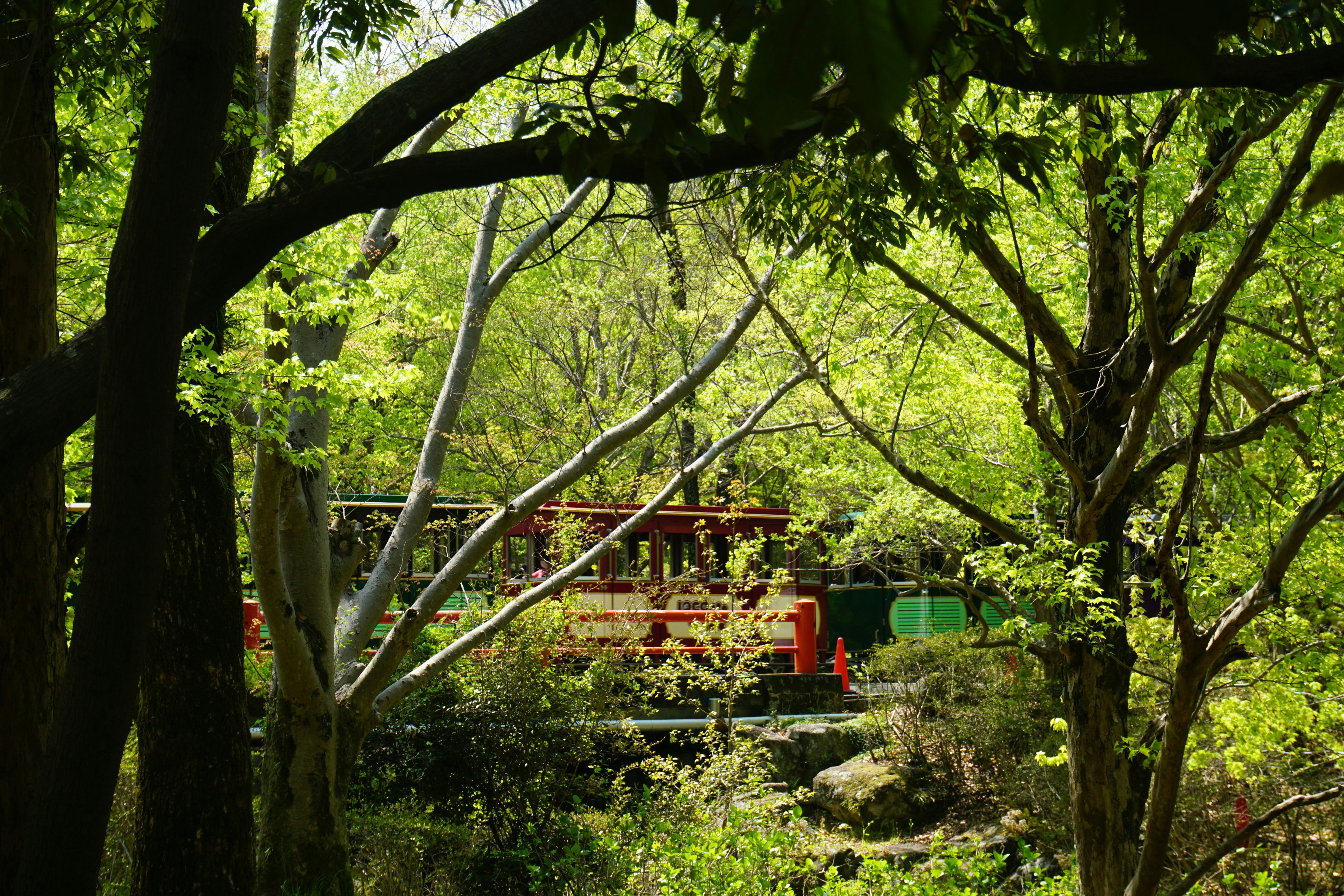 Trees frame a bridge in a lush forest.