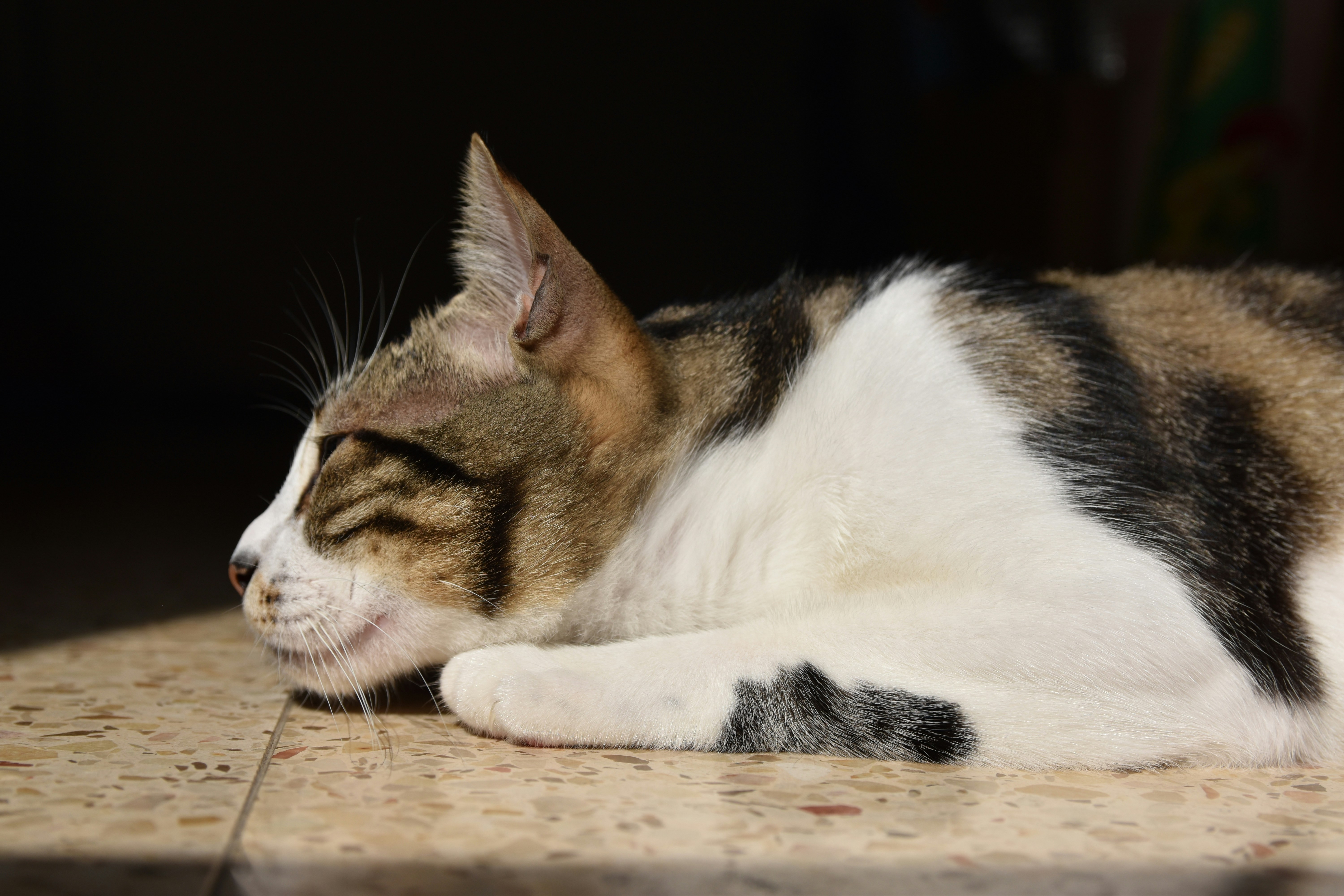 A cat rests in the sunlight, looking peaceful.