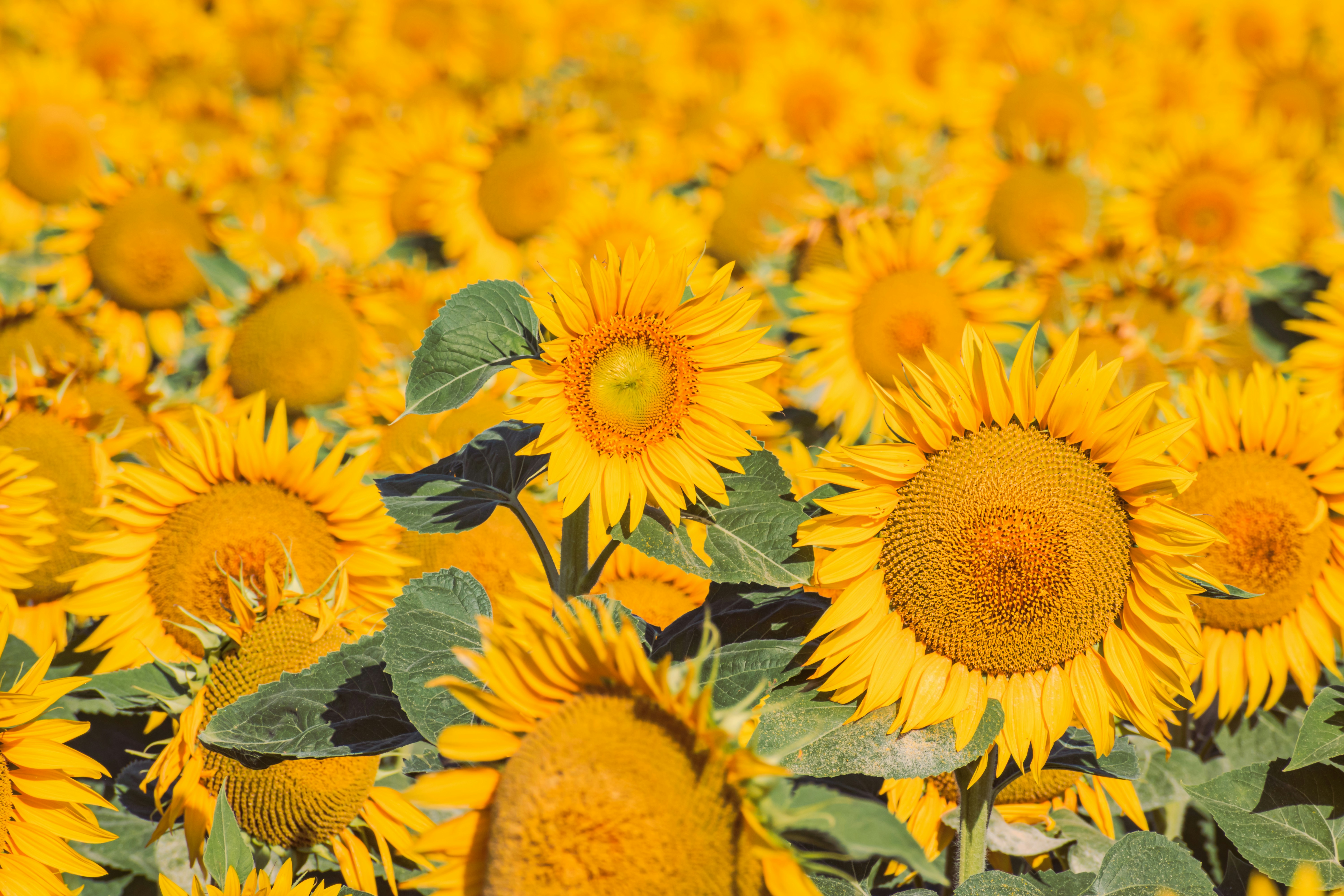 Photo by niki_emmert