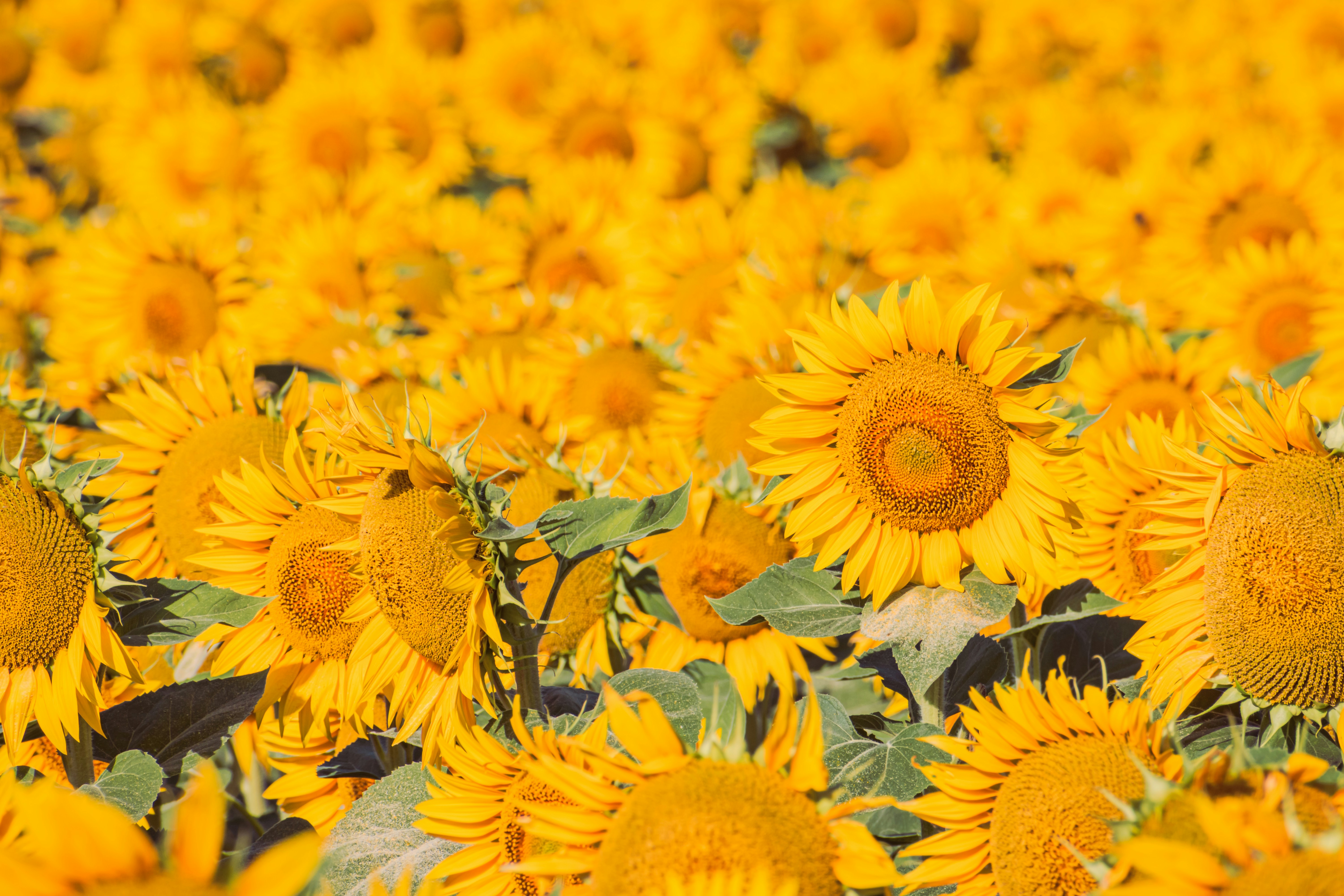 Photo by niki_emmert