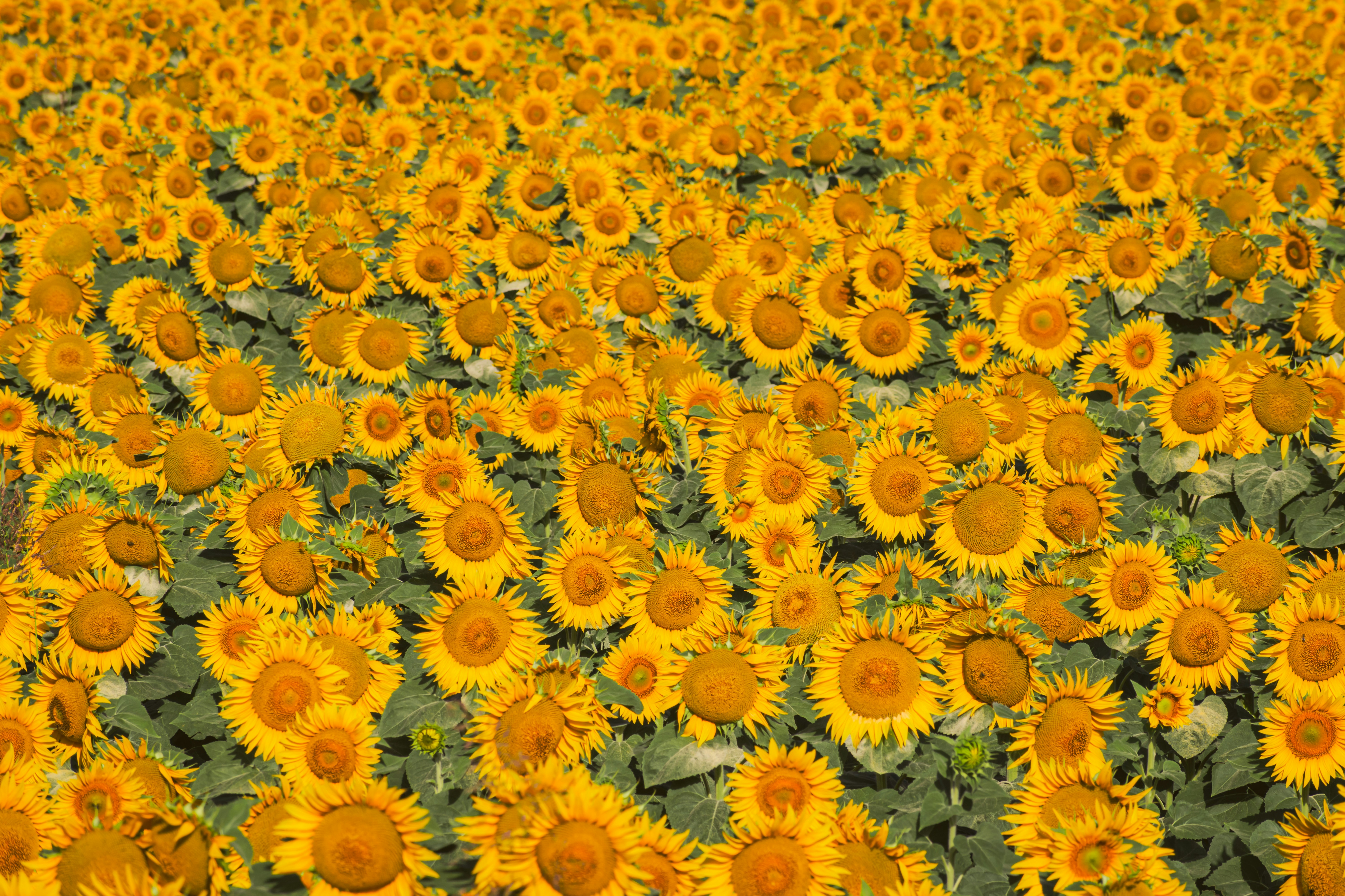 Photo by niki_emmert