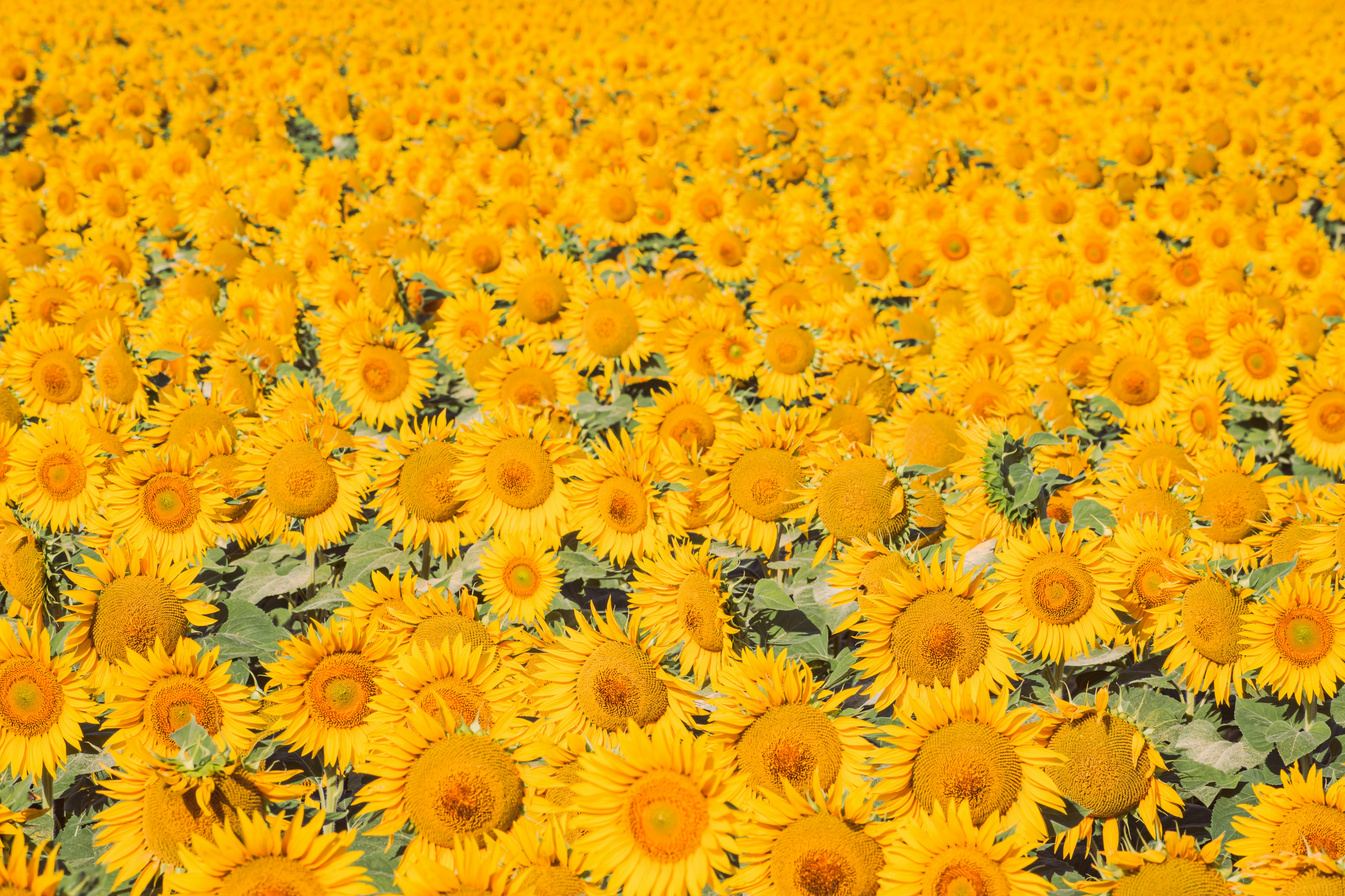 Photo by niki_emmert