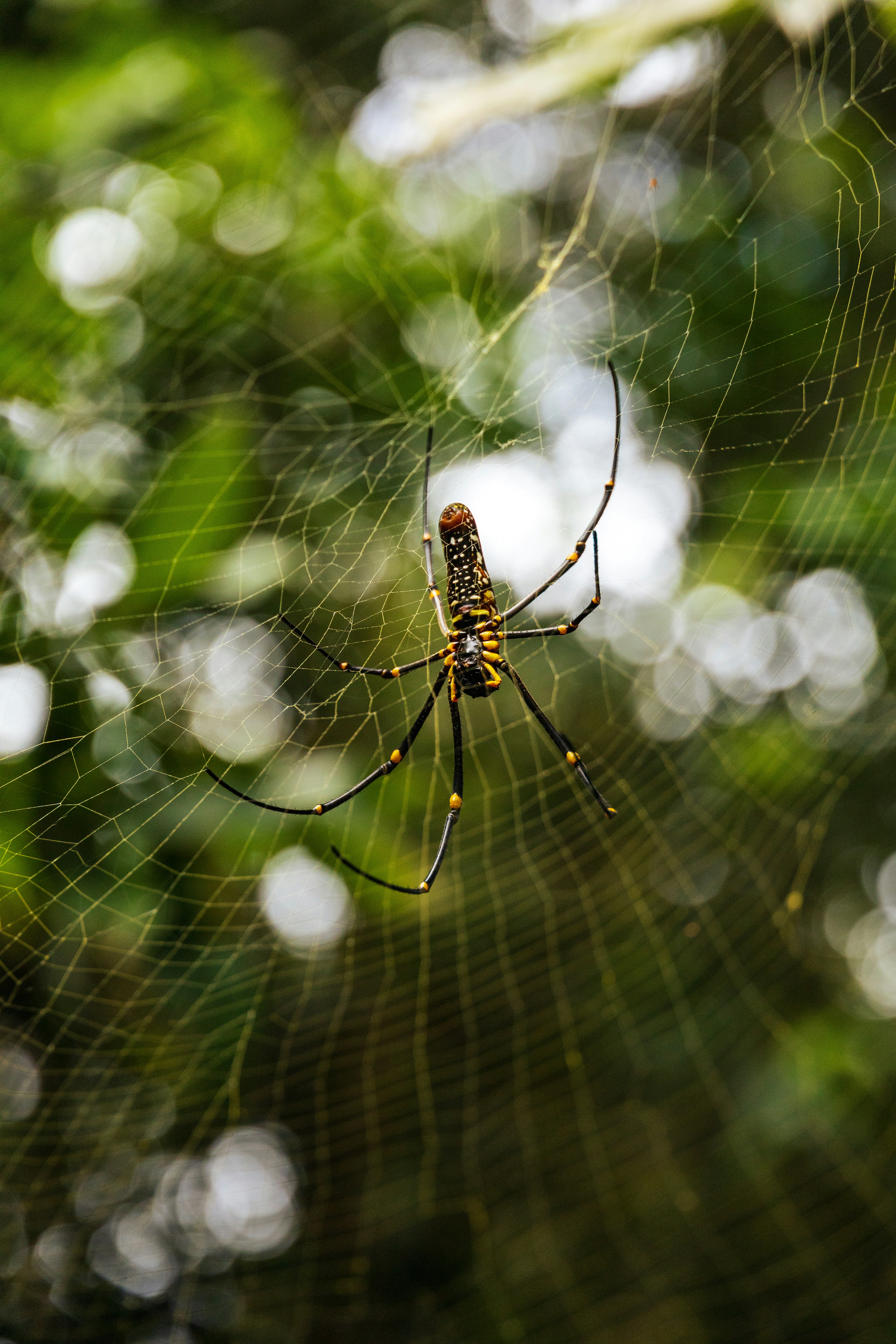 A spider sits patiently in its web.