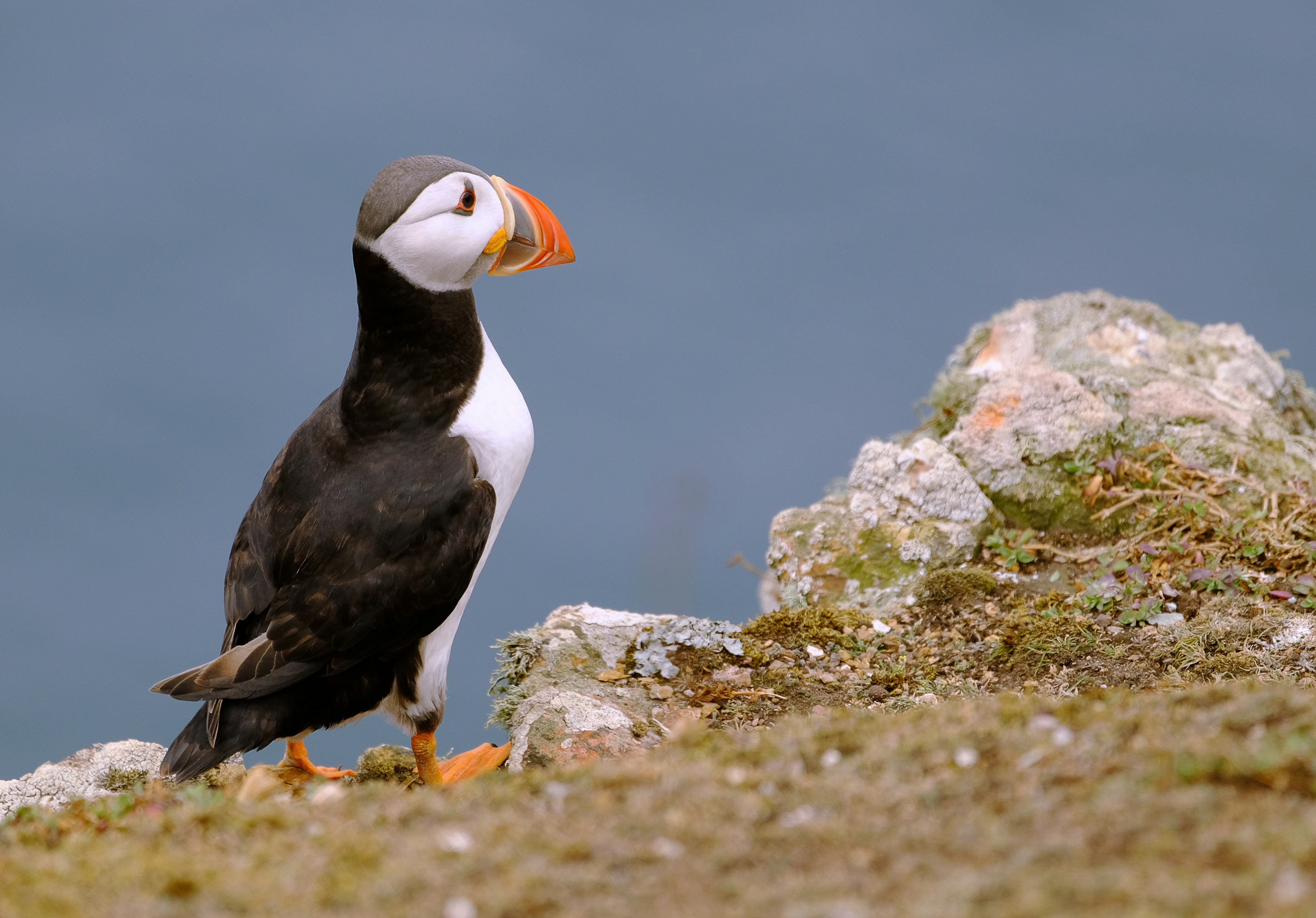 Photo by birdinginspain
