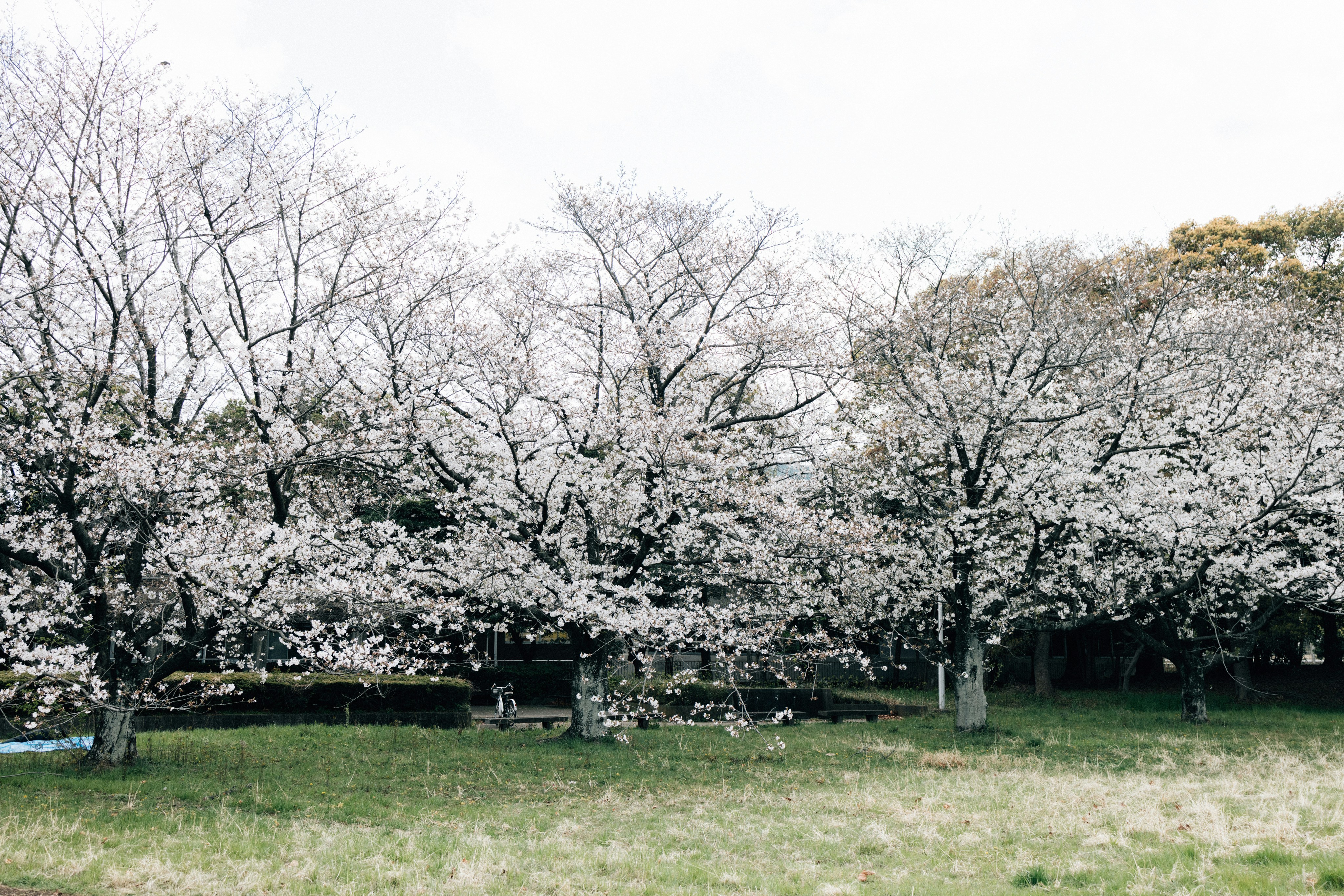 Photo by tsuyoshikozu