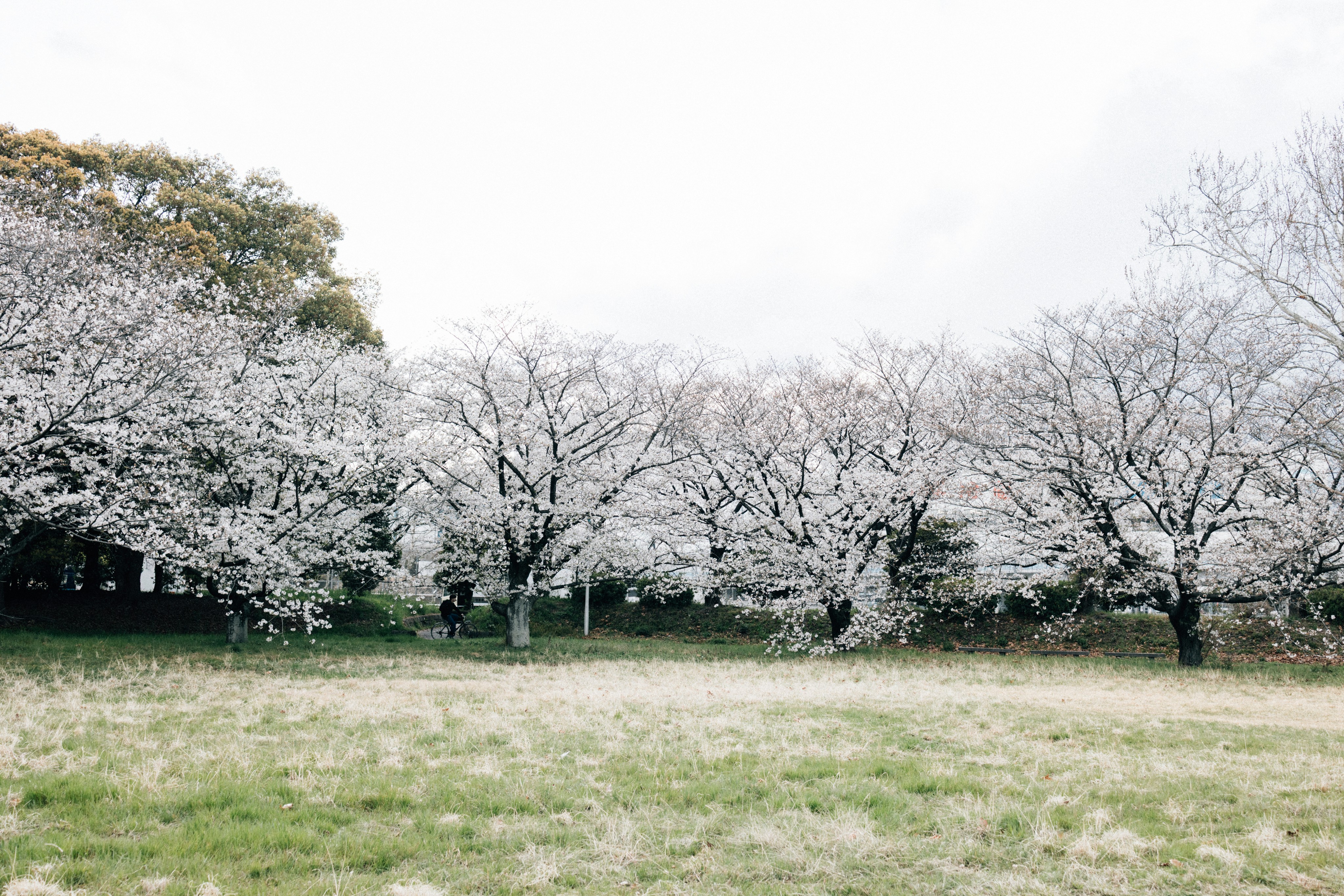 Photo by tsuyoshikozu