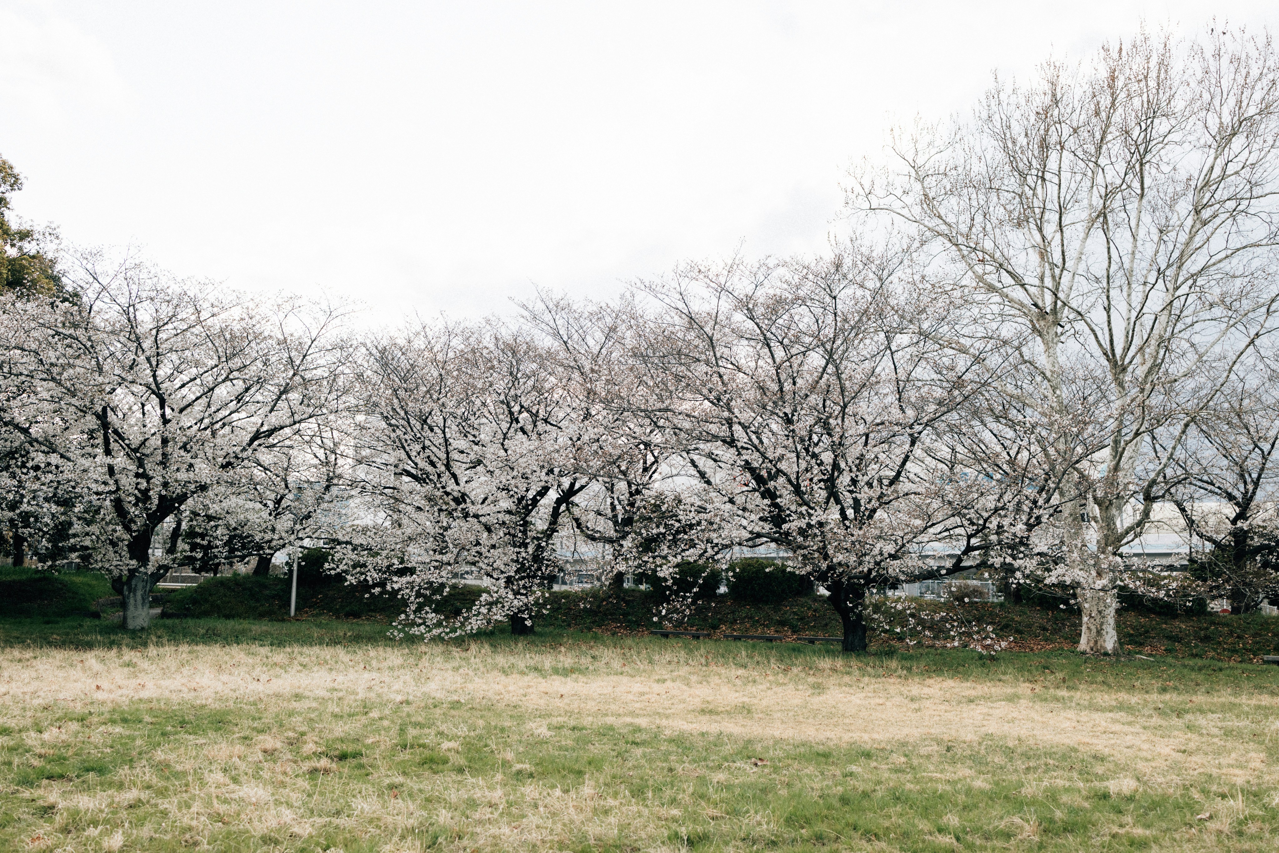 Photo by tsuyoshikozu