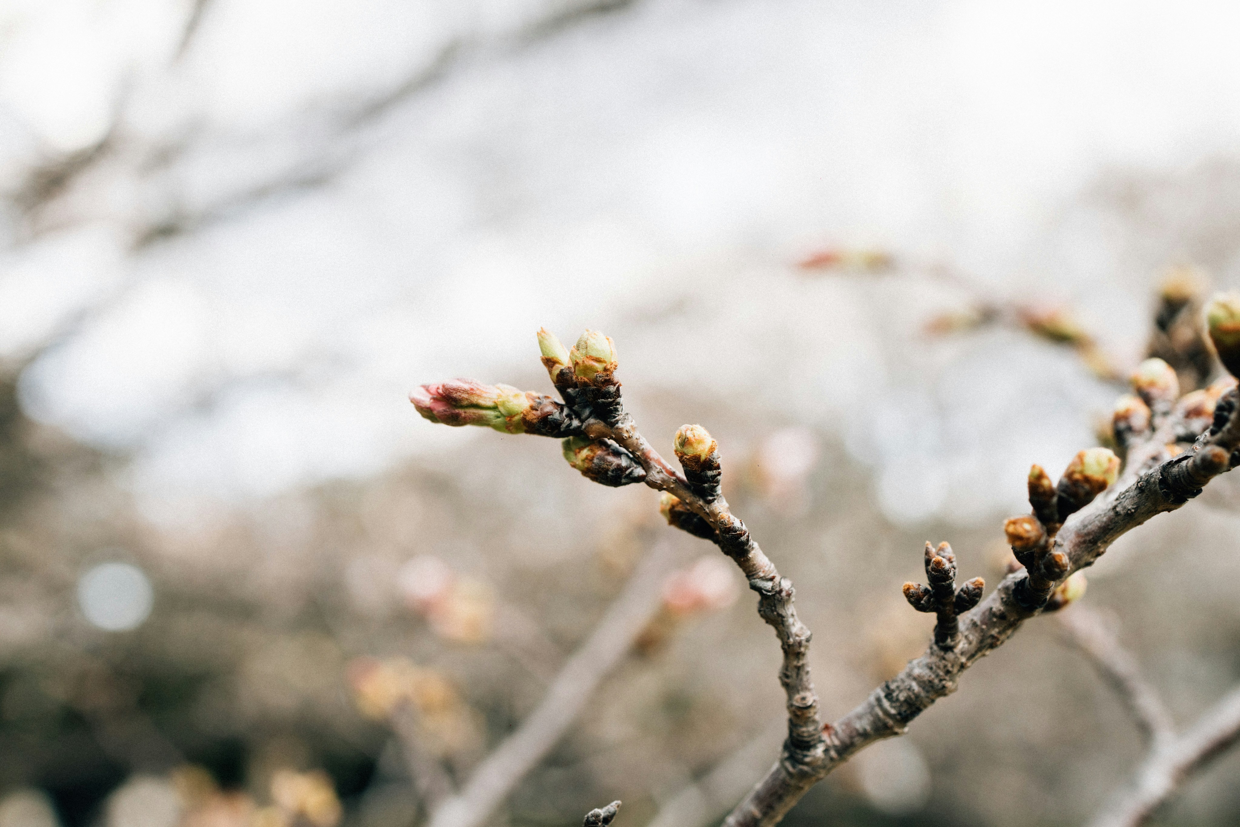 Photo by tsuyoshikozu