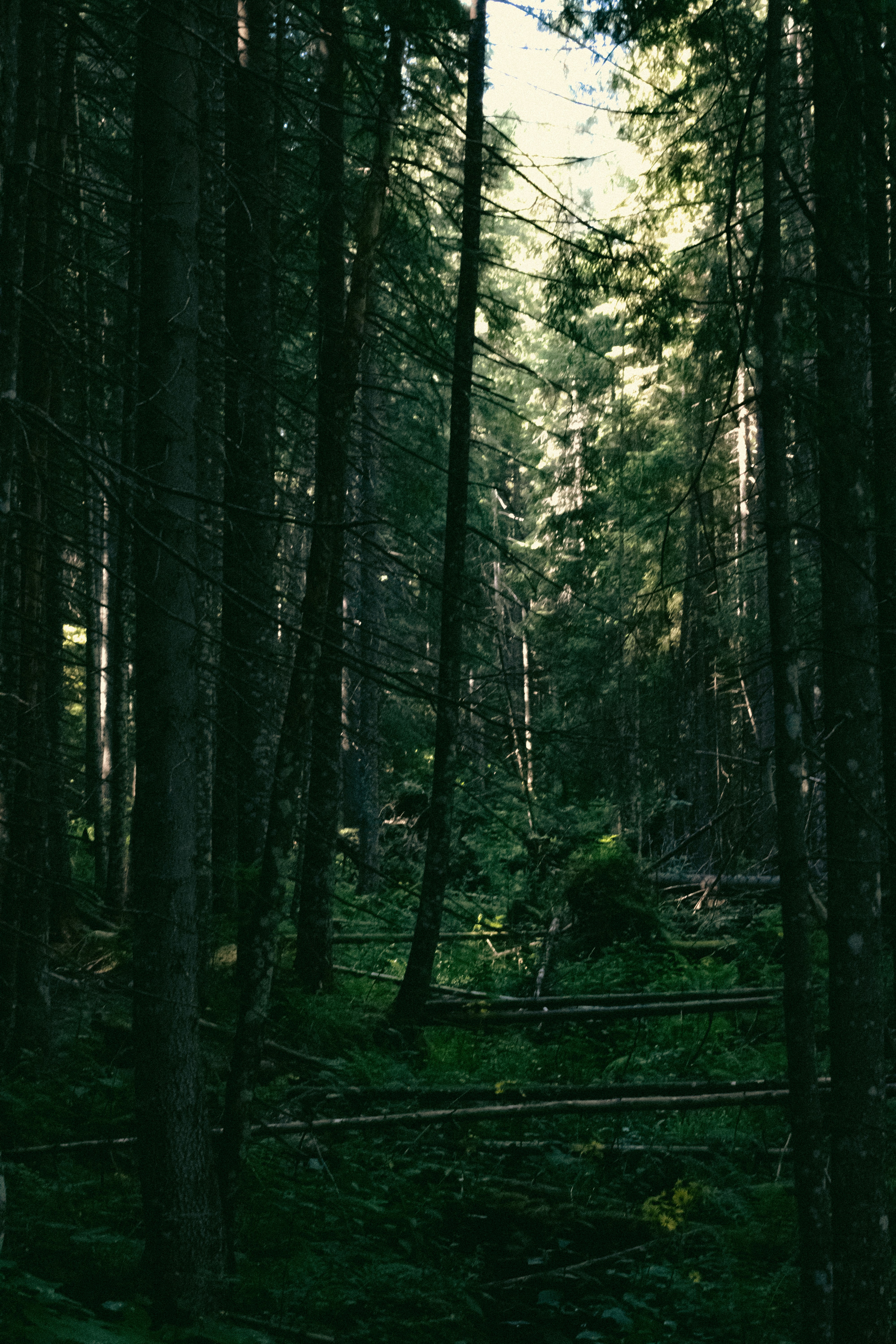 Photo by kolesnykyan