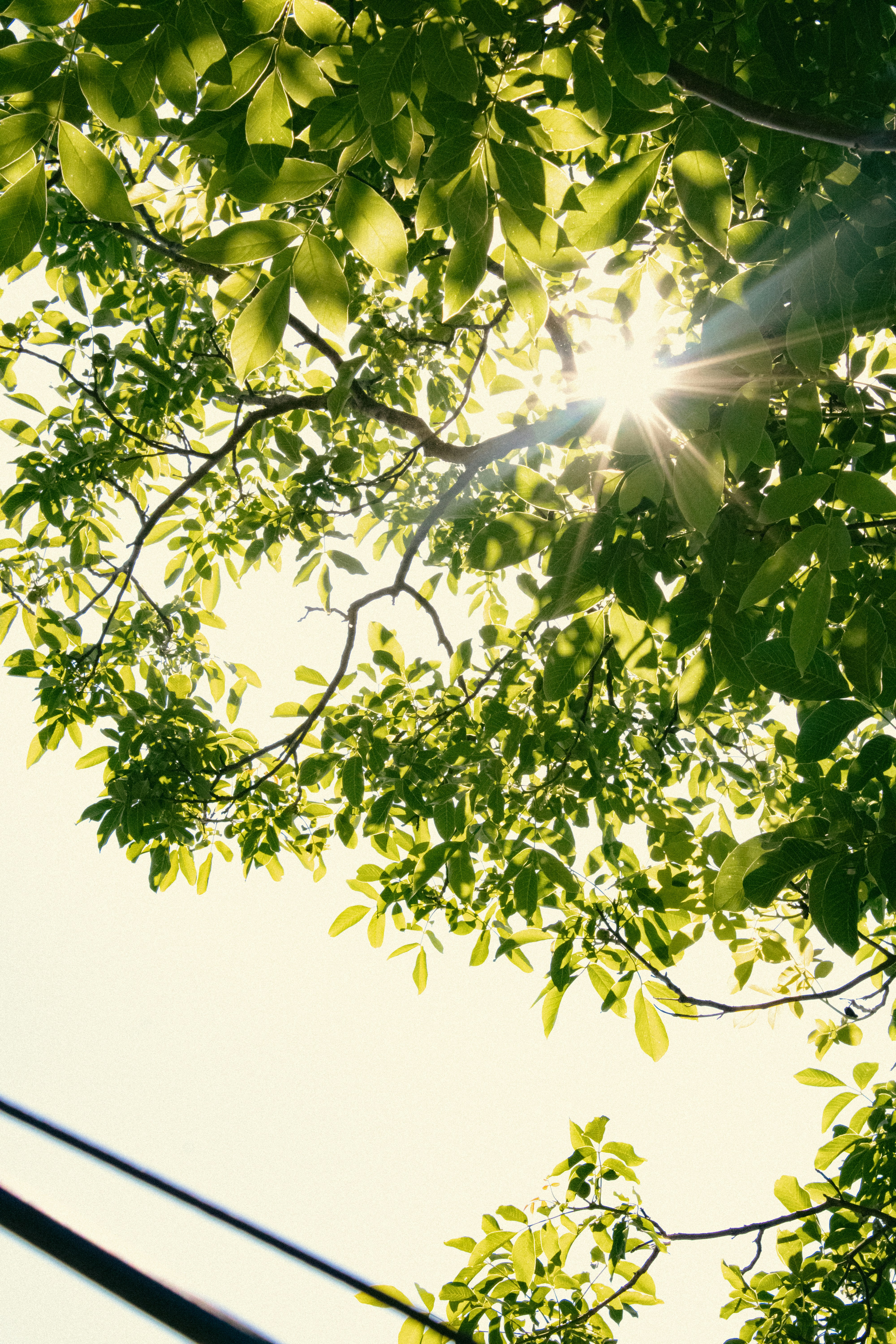 Photo by kolesnykyan