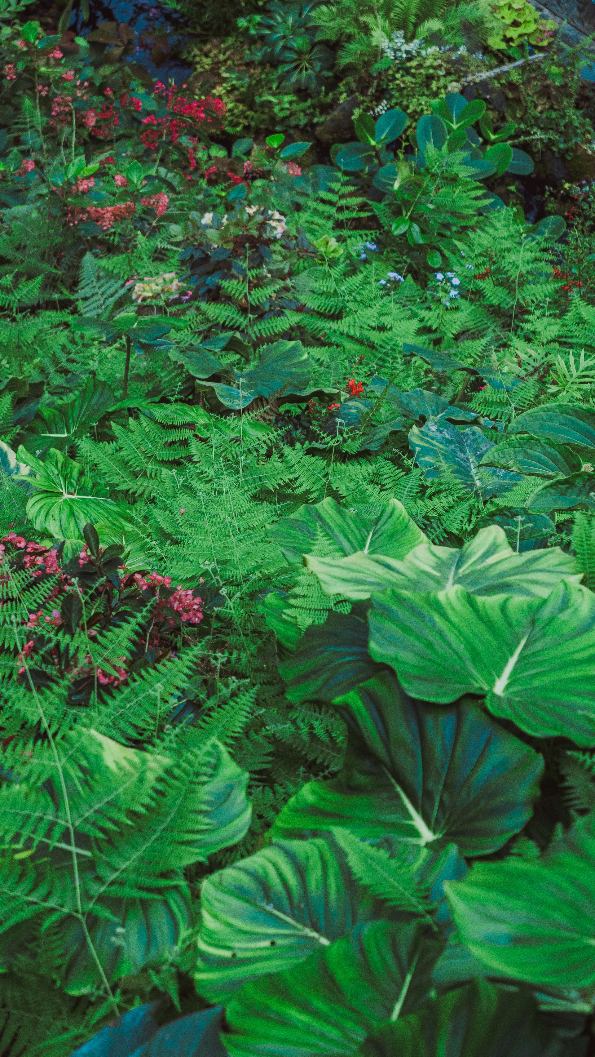 A lush, verdant garden filled with various plants.
