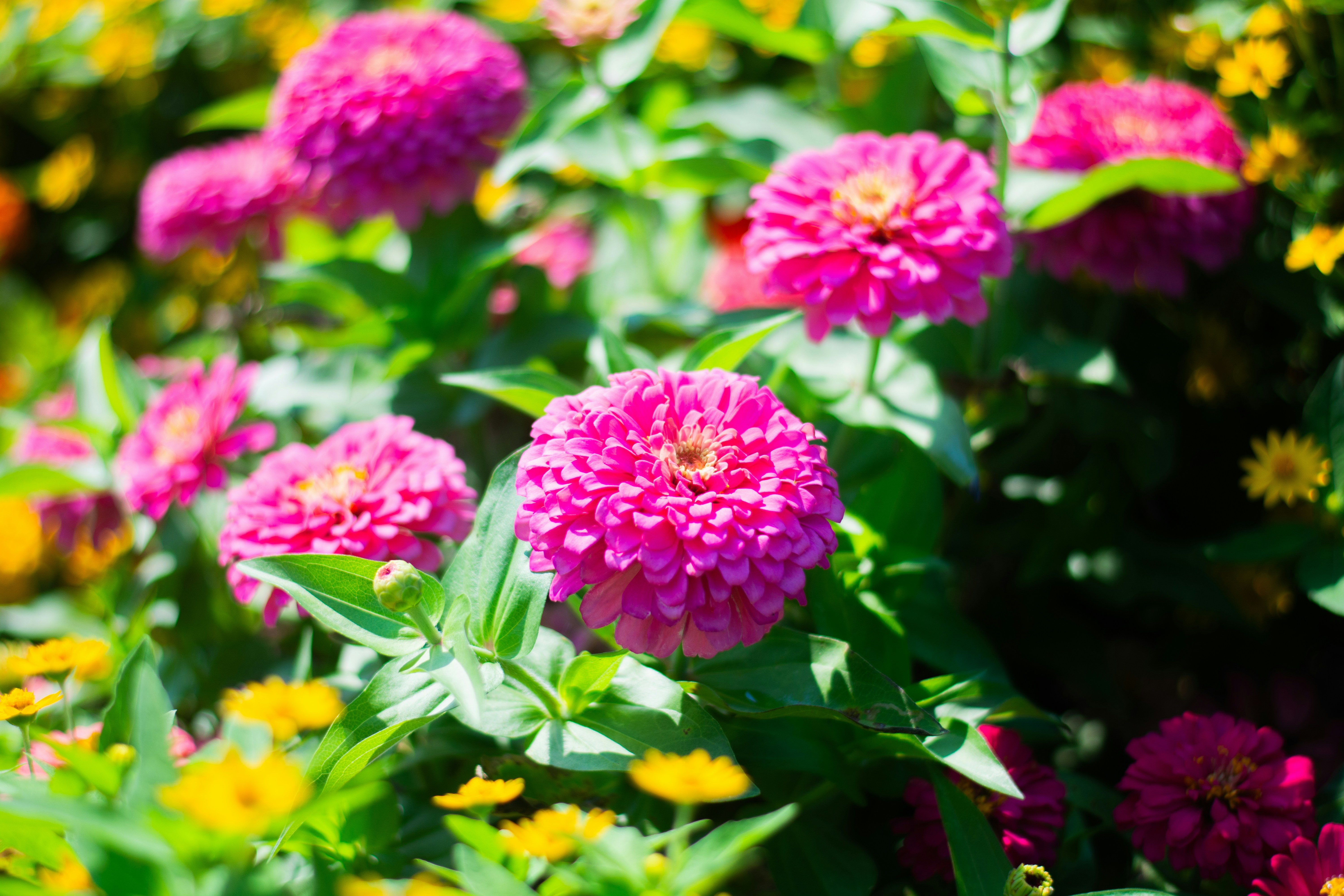 Photo by jplphotography