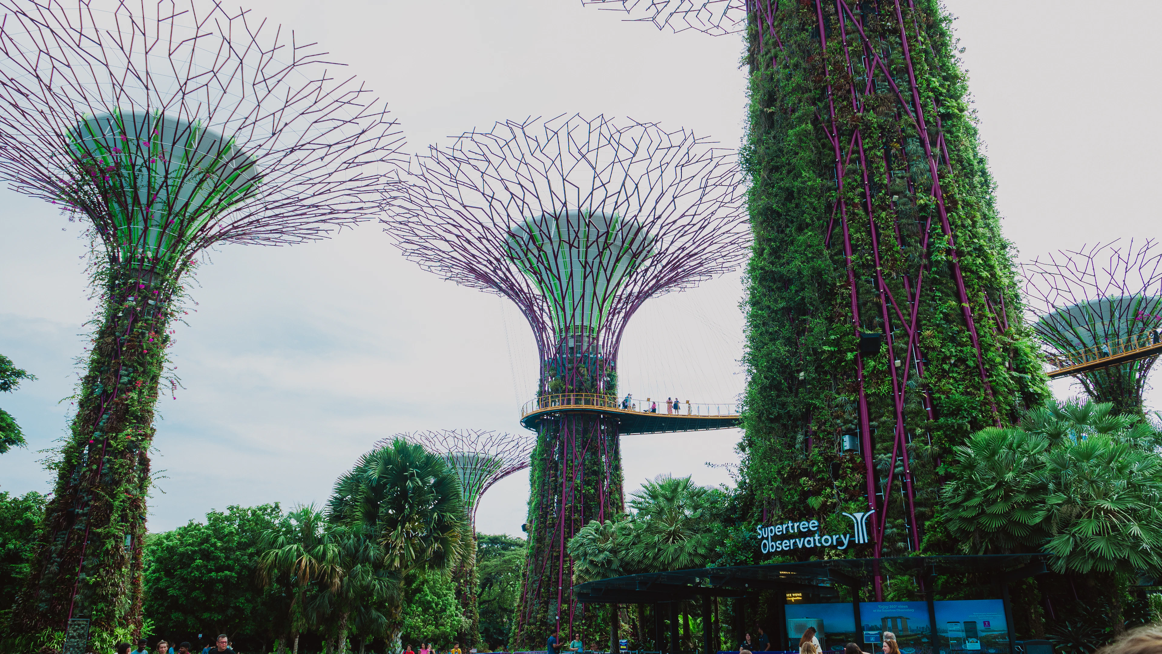 The illuminated Supertree Grove at Gardens by the Bay in Singapore