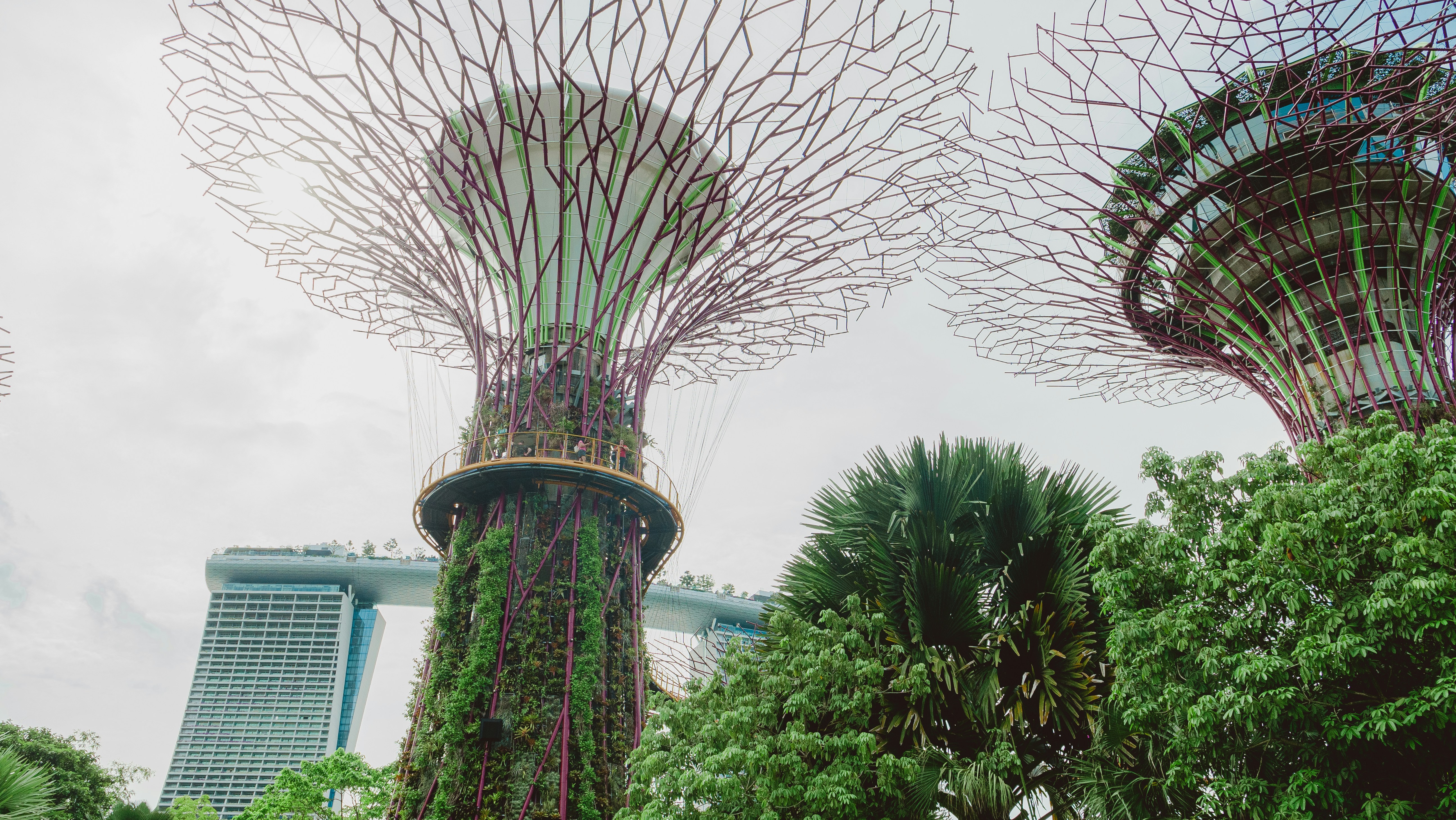 Gardens by the bay features impressive supertrees.