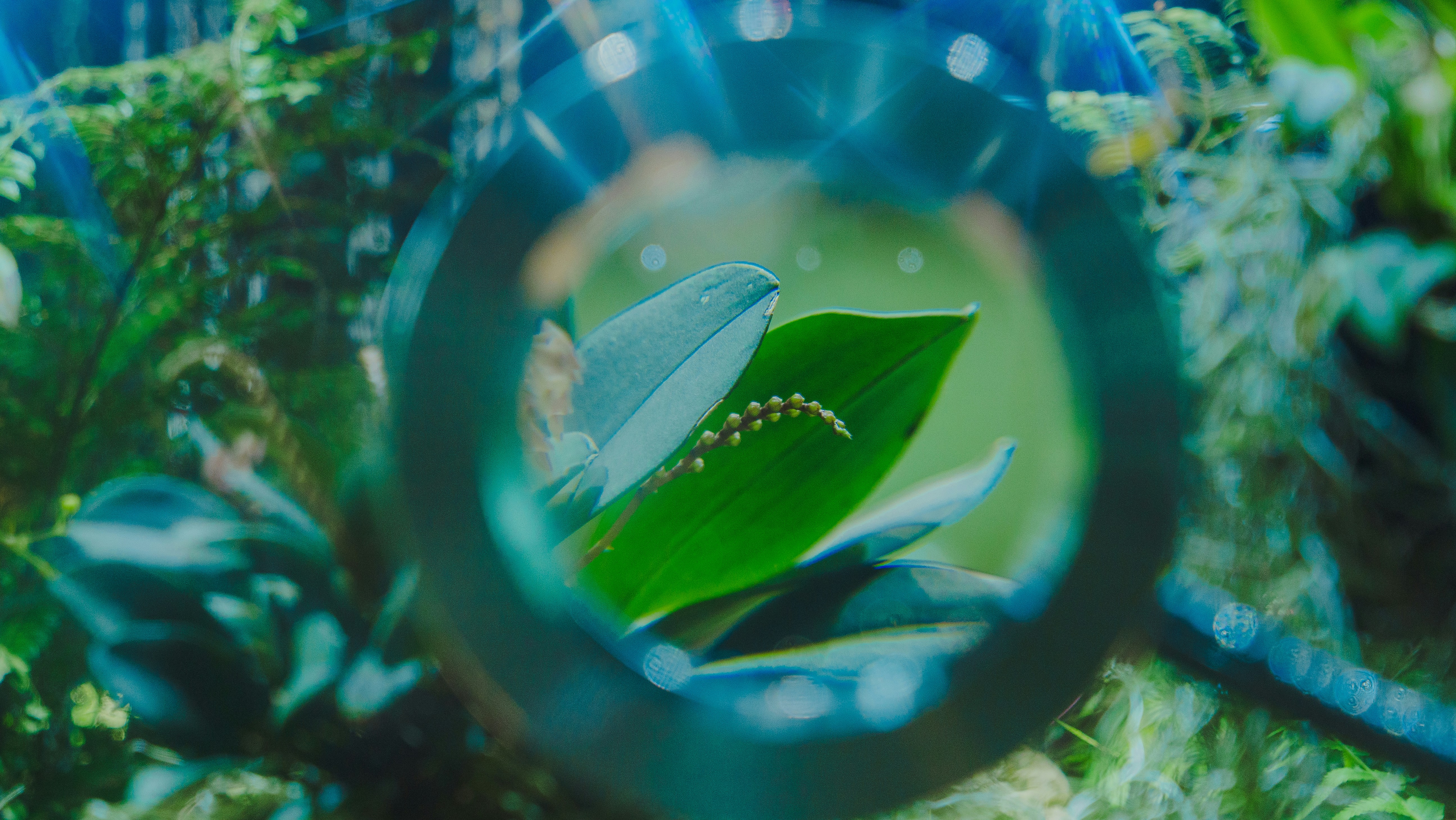 A magnified view shows something on a leaf.
