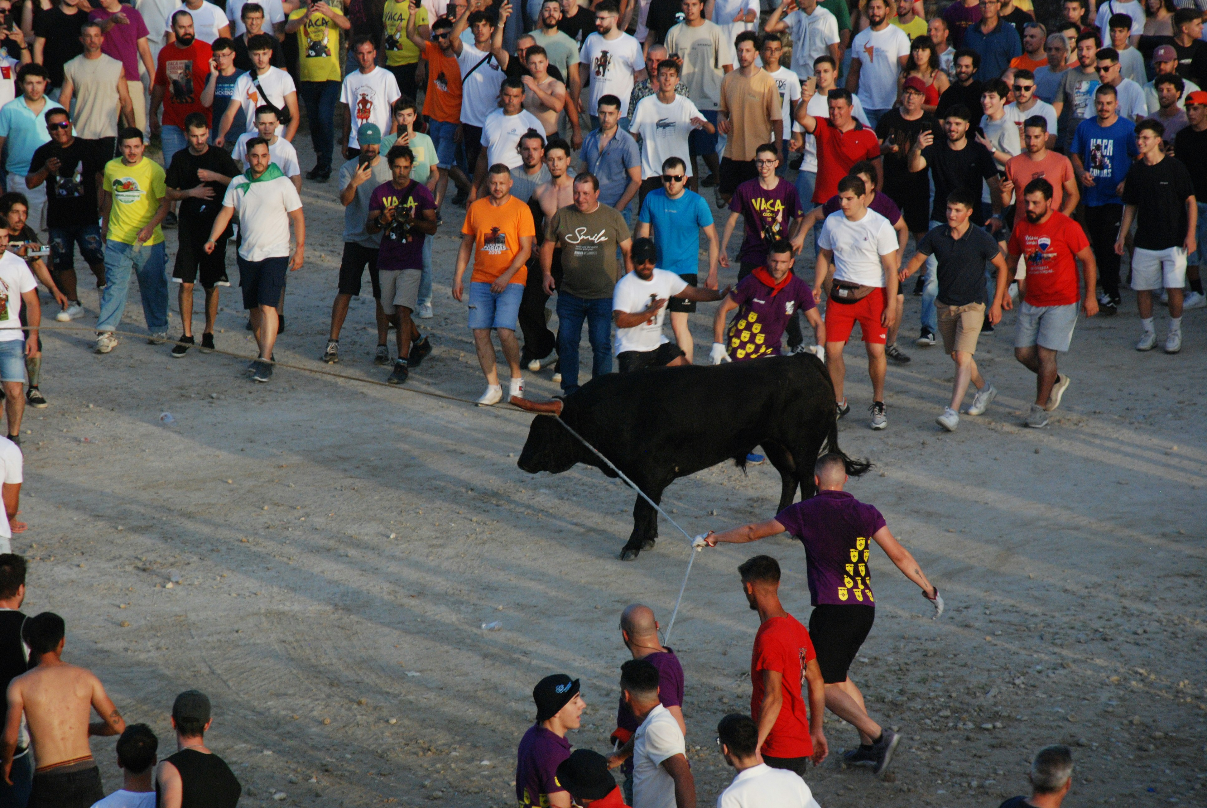 A bull runs through a crowd of people.