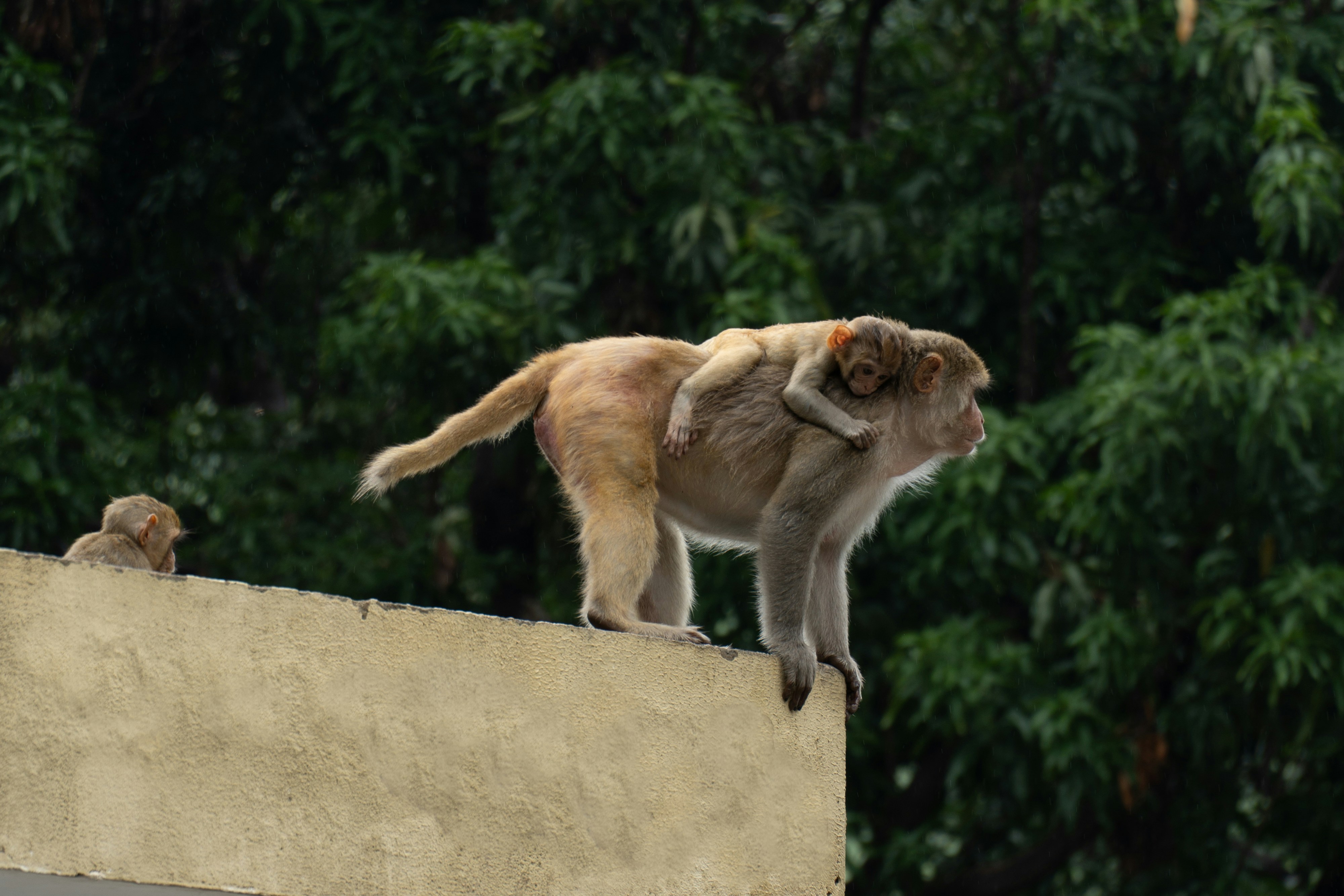 A monkey carries its baby on a rooftop.
