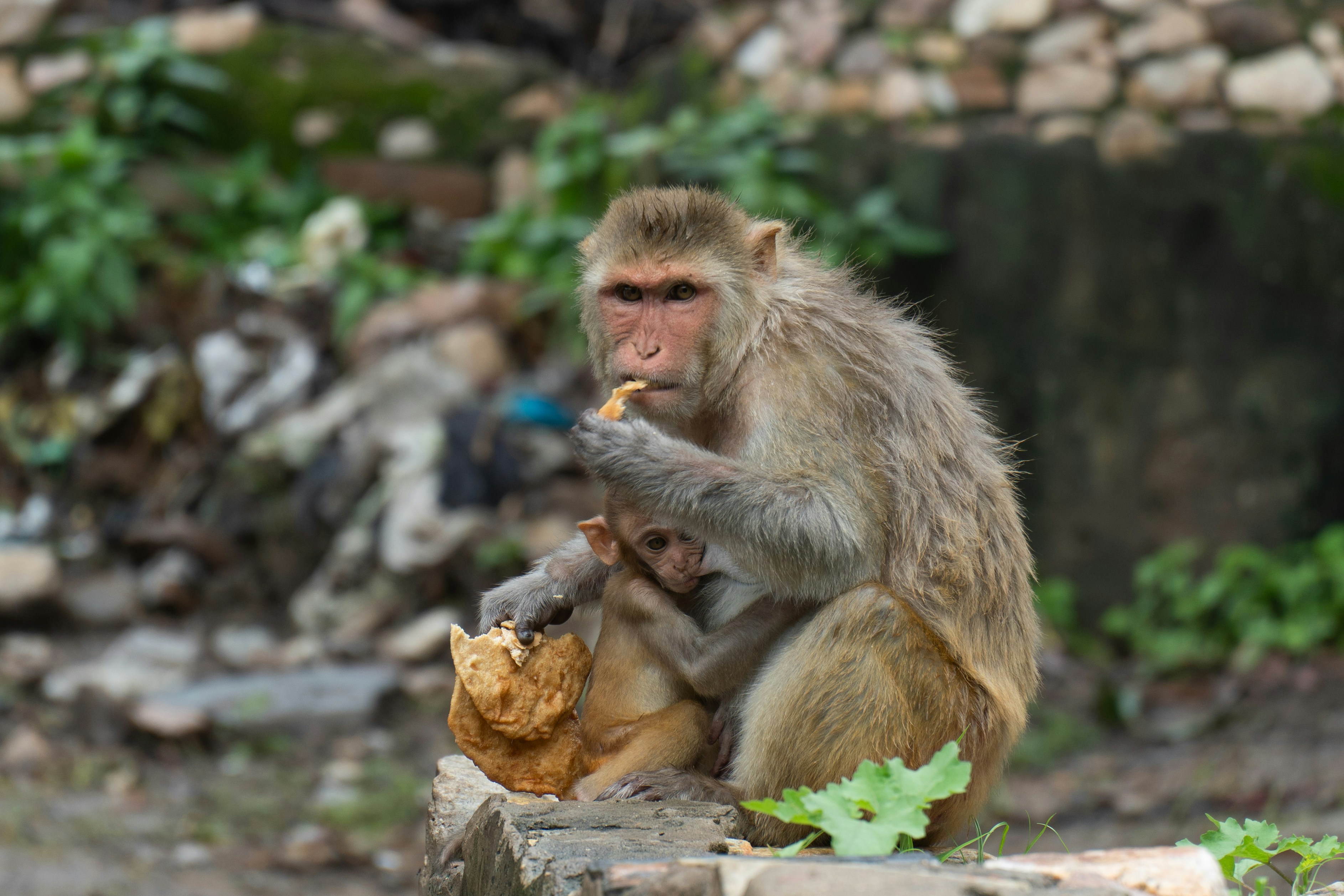 baby food wallpaper, wallpaper, Tekstur MPASI 7 Bulan: Panduan Lengkap & Tips 3