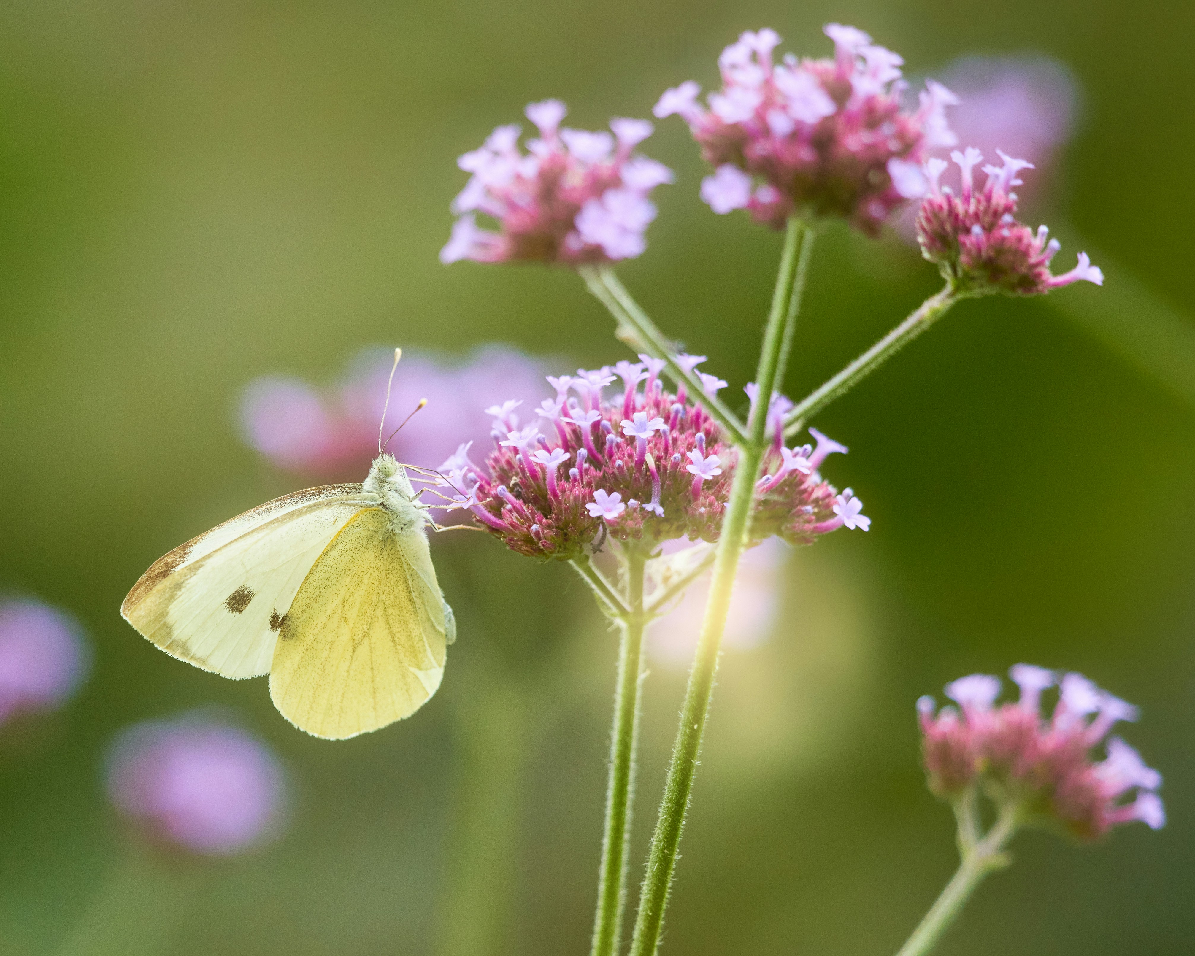 Photo by erwinbosman