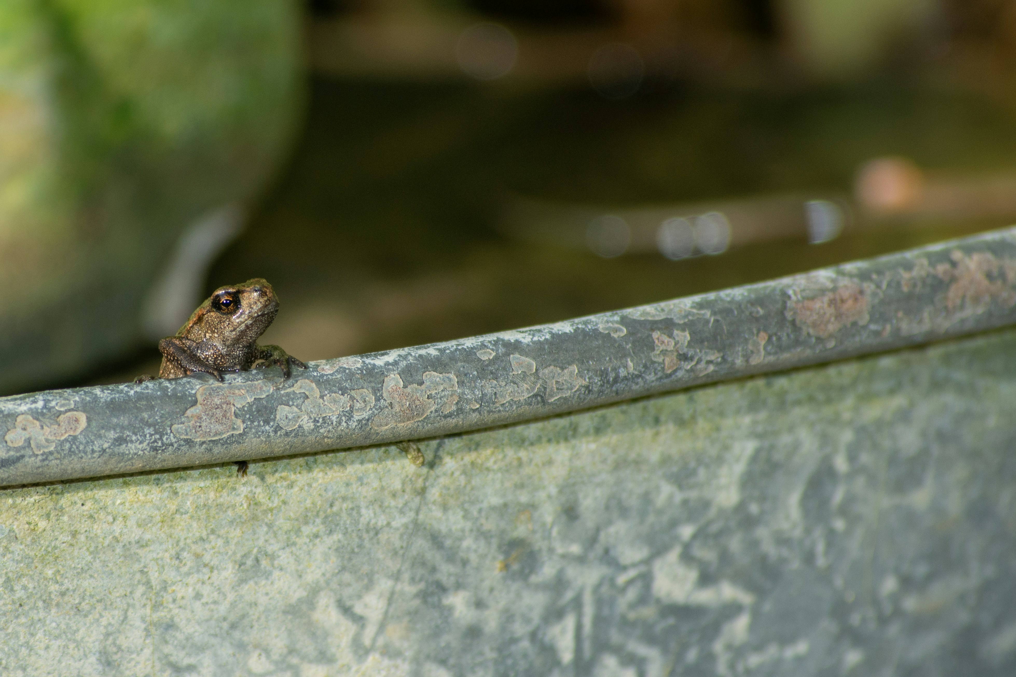 A tiny frog peeks over a metal ledge.