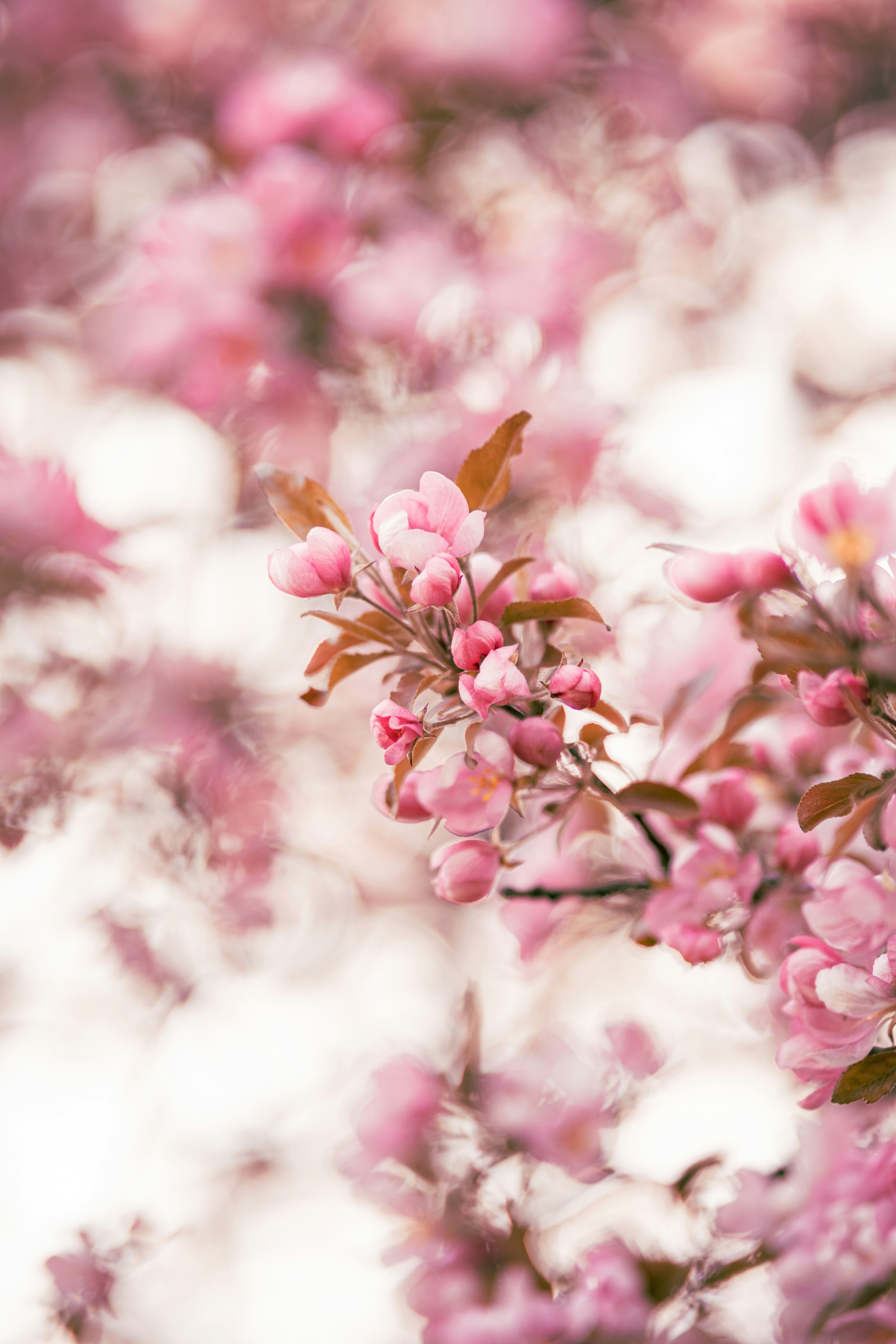 Pink blossoms bloom in spring.