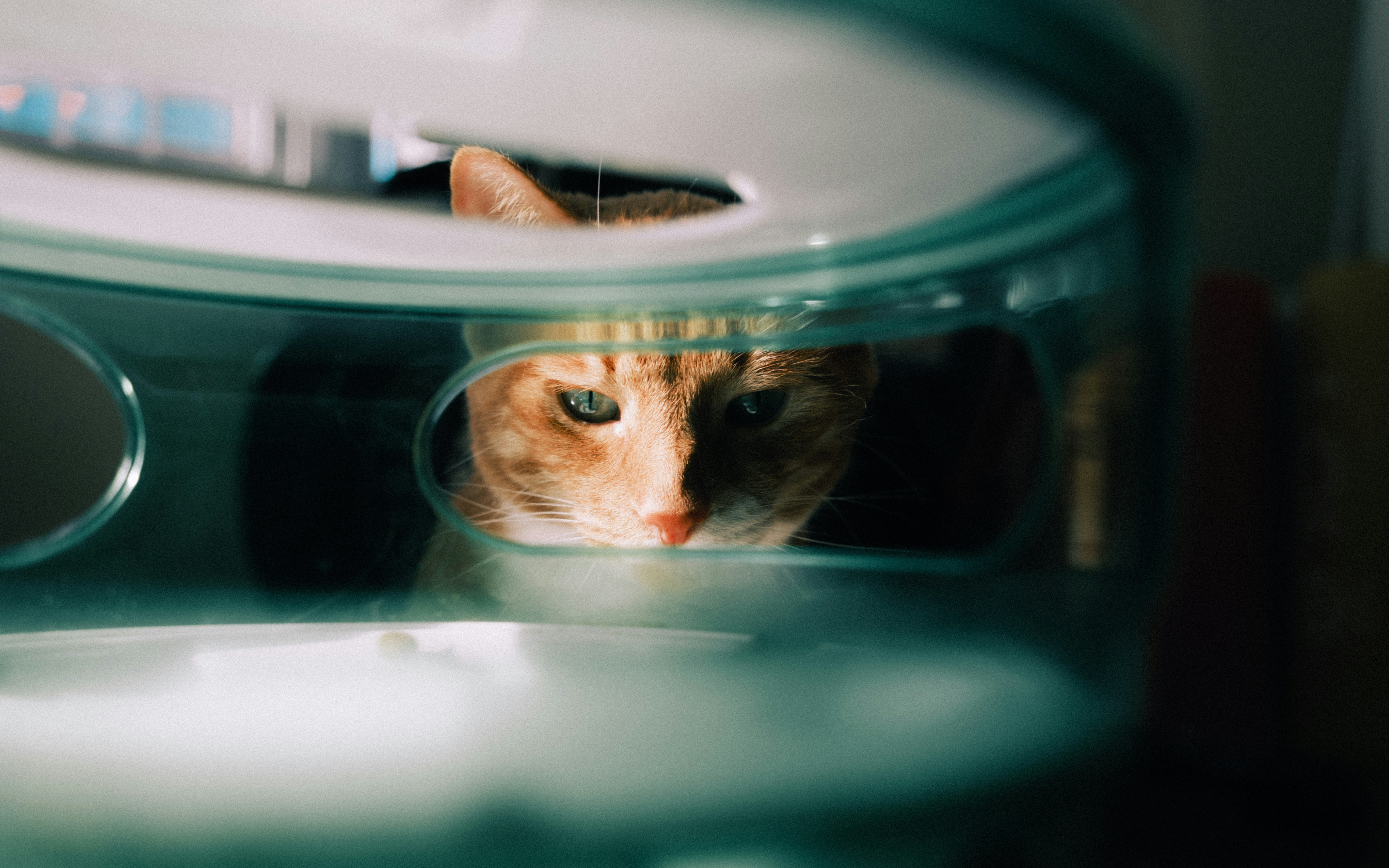 A curious cat peeks out from a plastic tunnel.