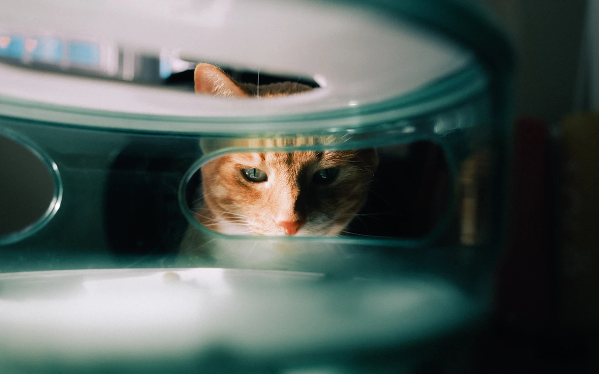 Gato acercándose a un comedero automático con cámara
