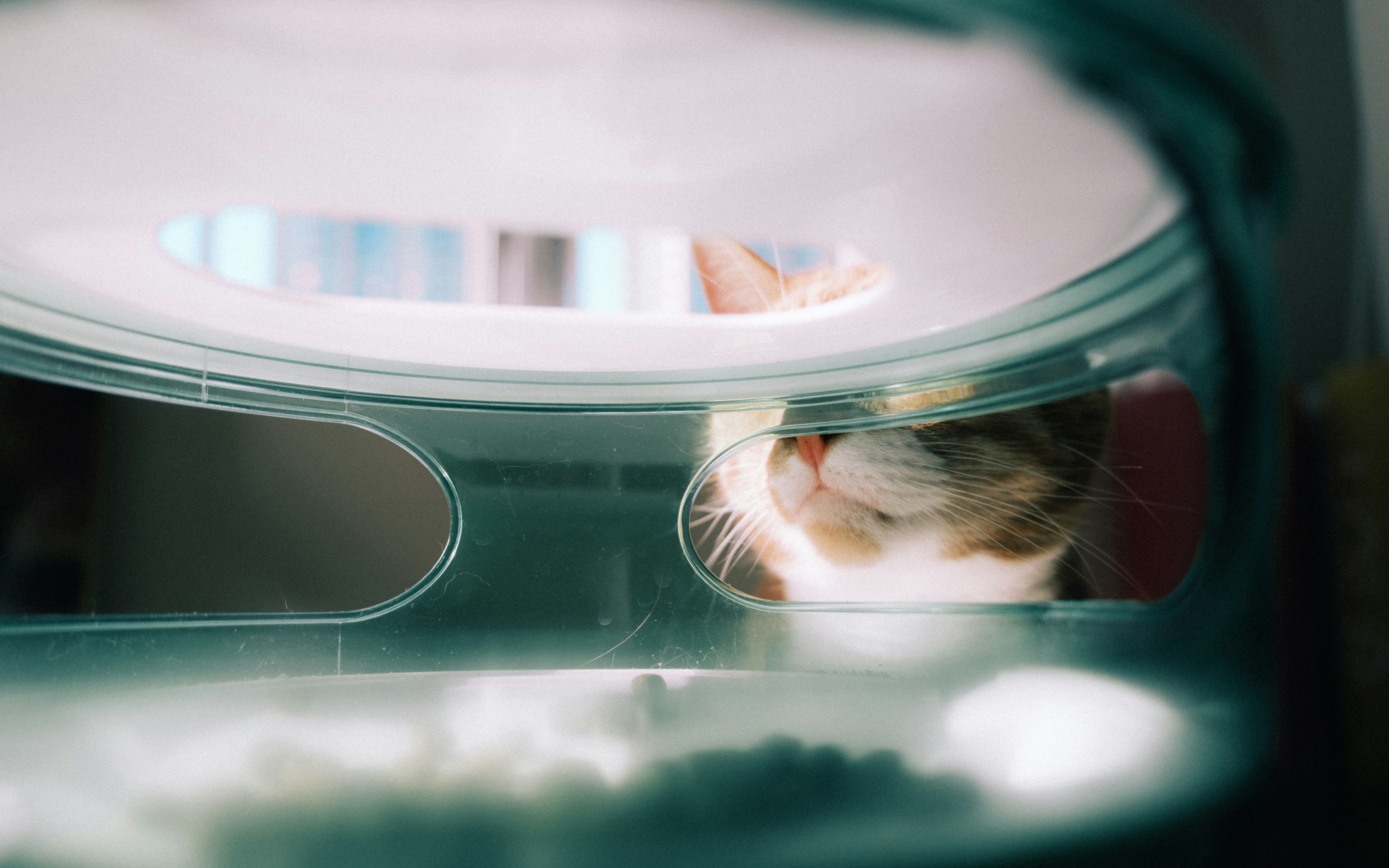 A cat is peeking out from behind a dome.