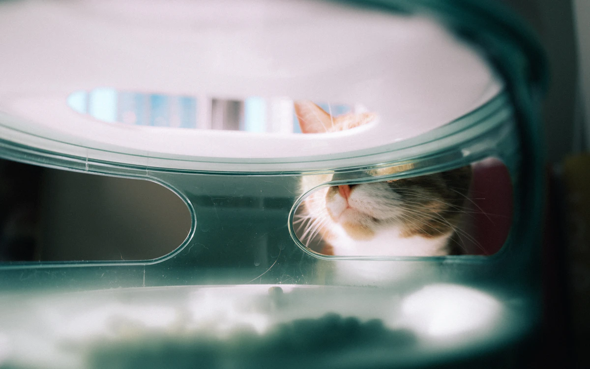 Comedero automático dispensando pienso para gato