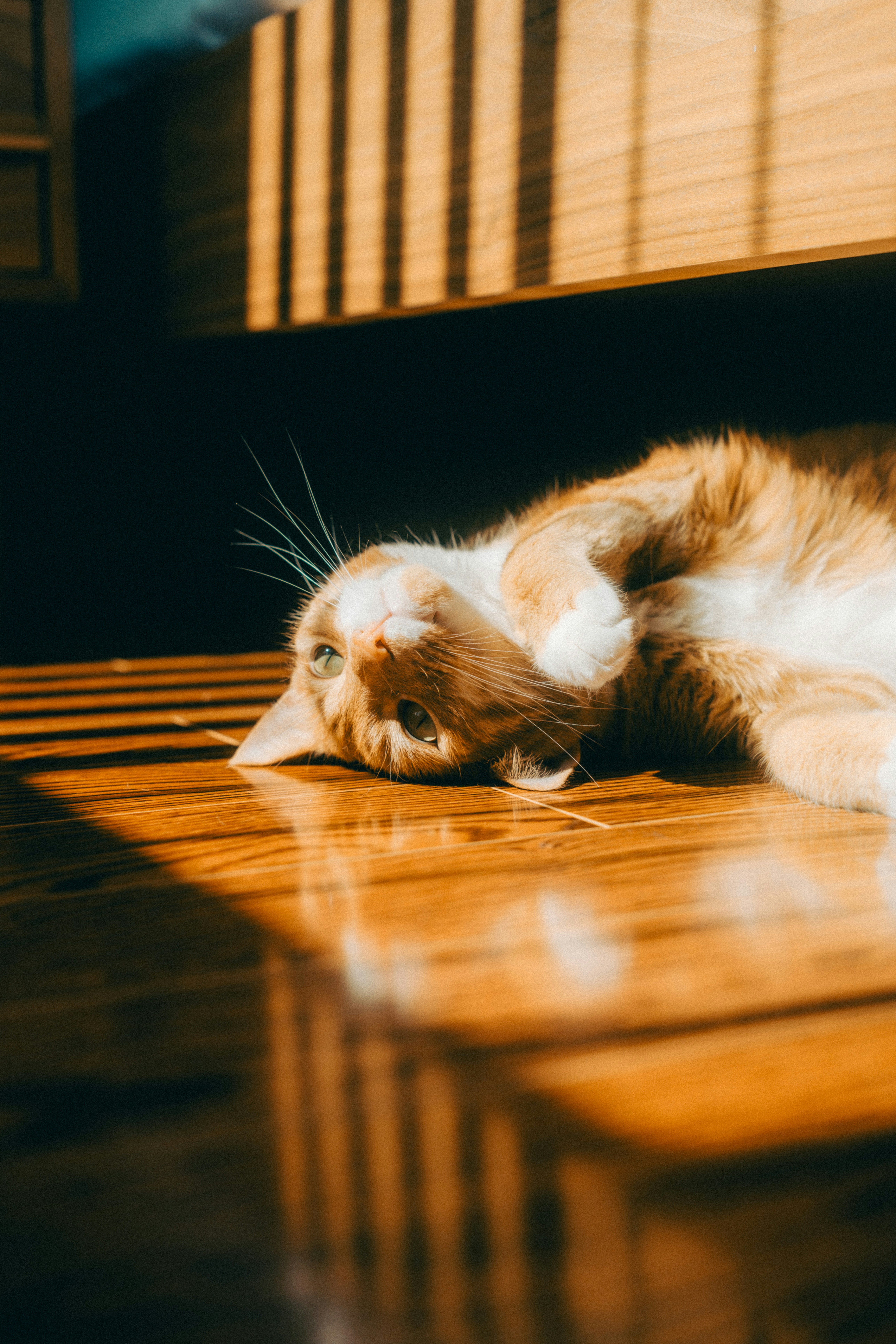 A cat lounges in the sun's golden light.