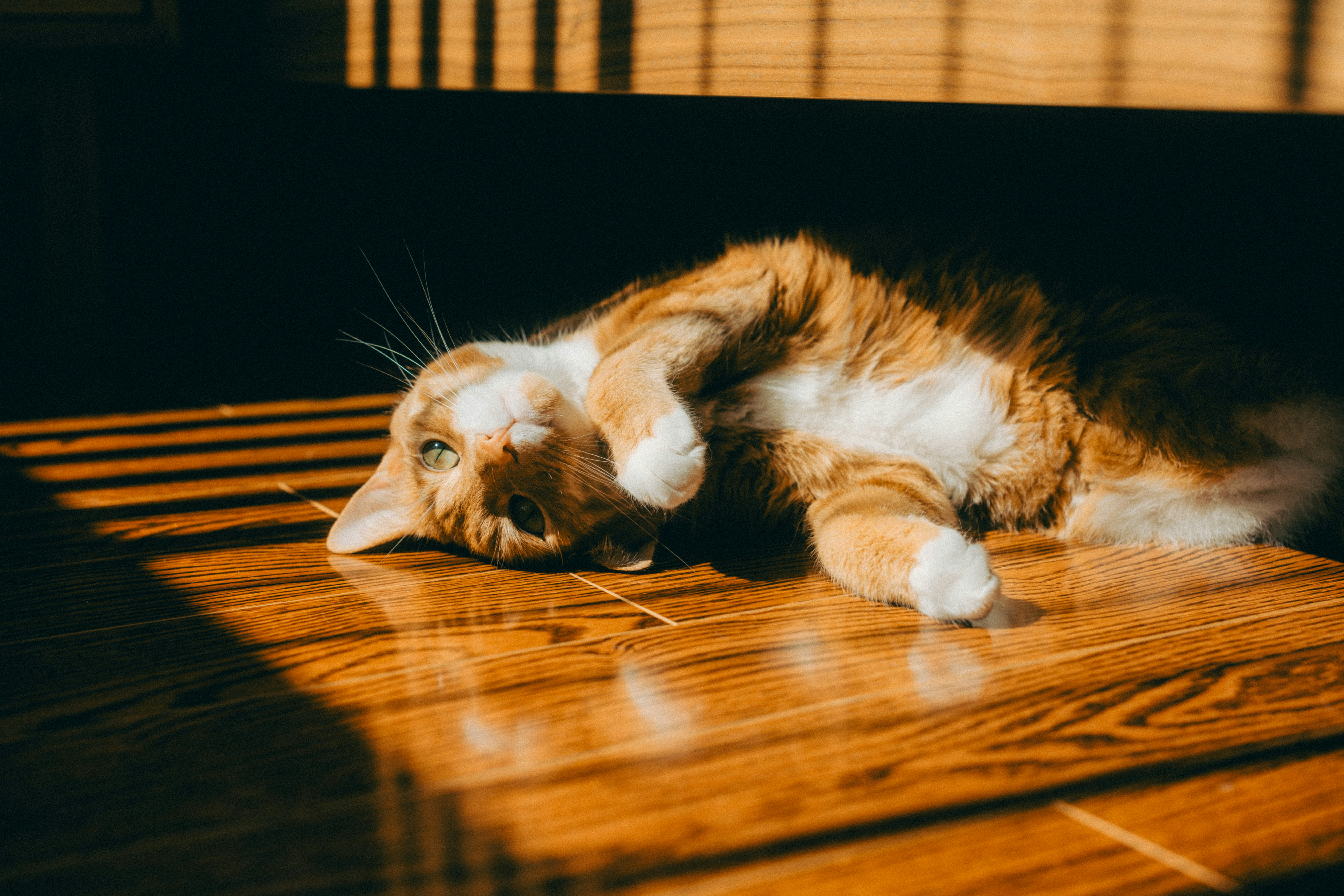 A relaxing cat basks in sunlight.