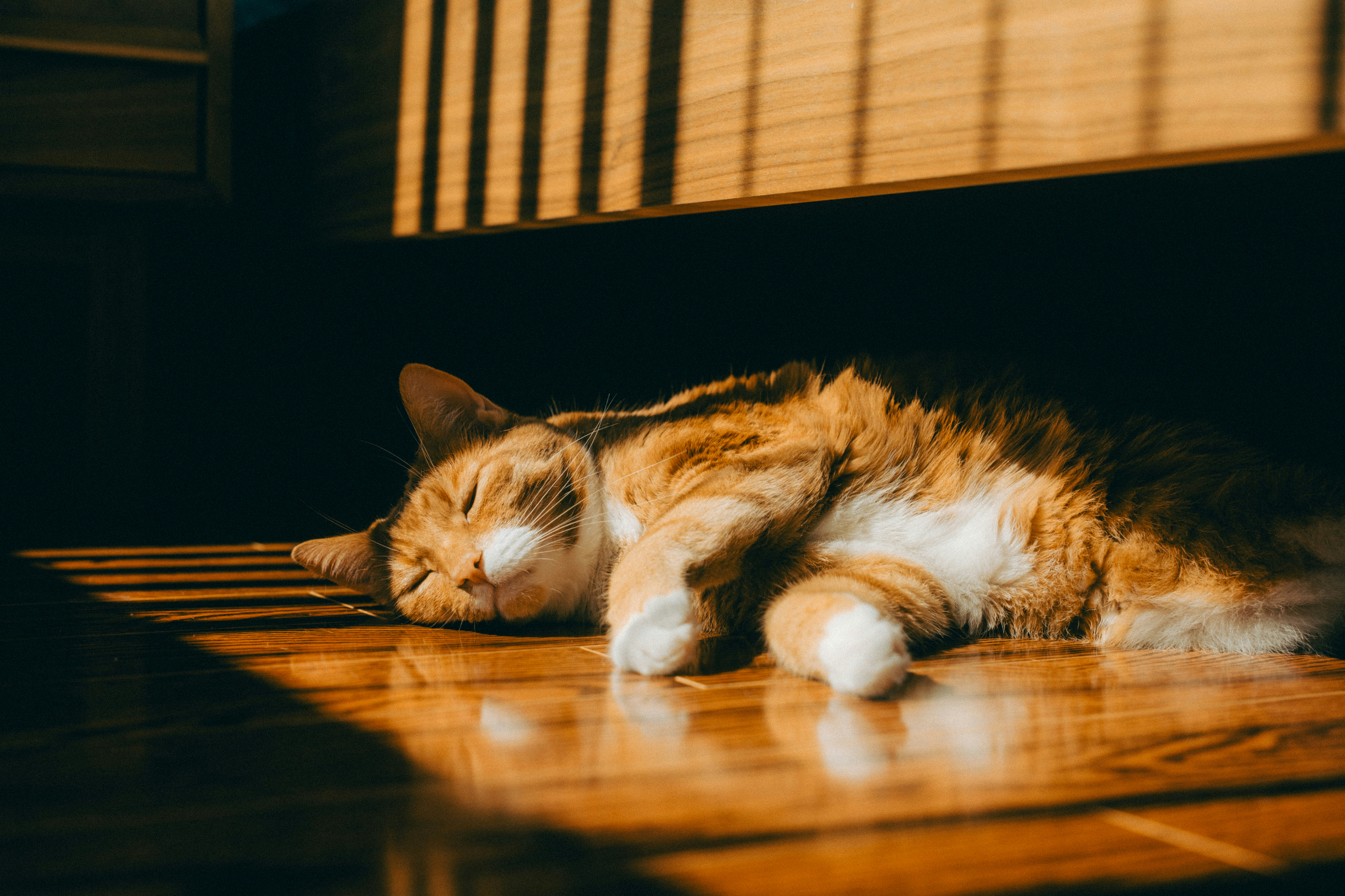 cat sleeping in a sunbeam on an apartment floor - pet friendly rooms for rent