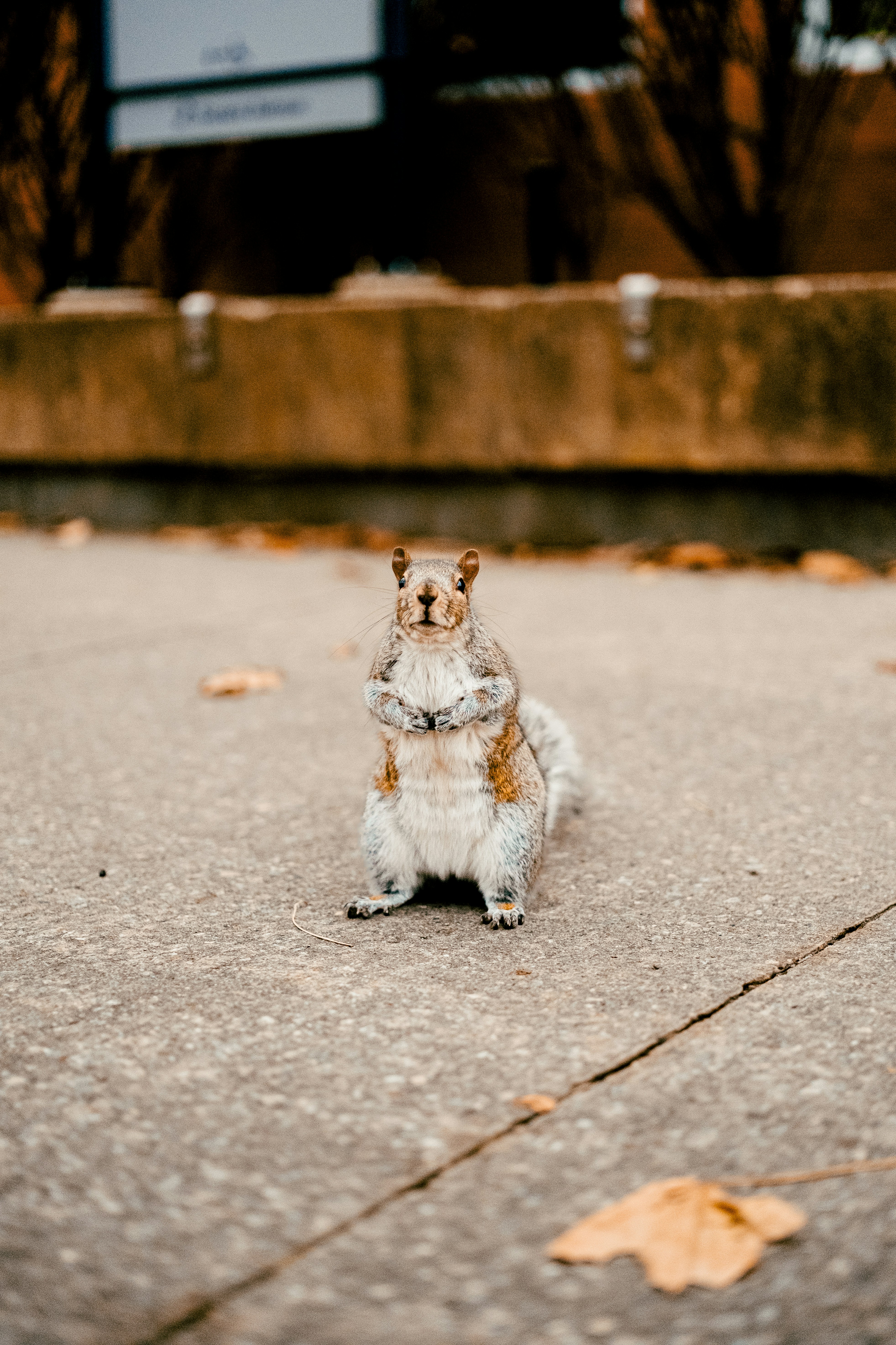 A squirrel stands alertly on the sidewalk.